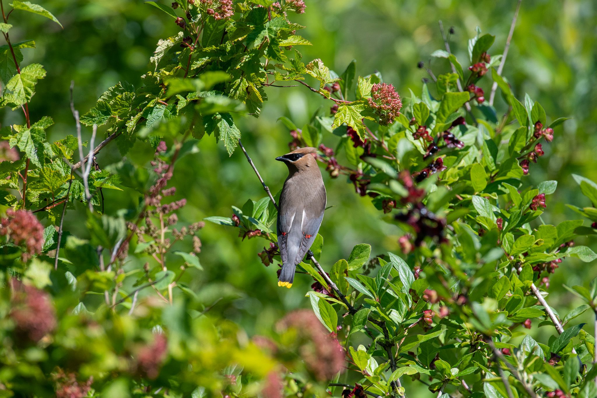 Cedar Waxwing