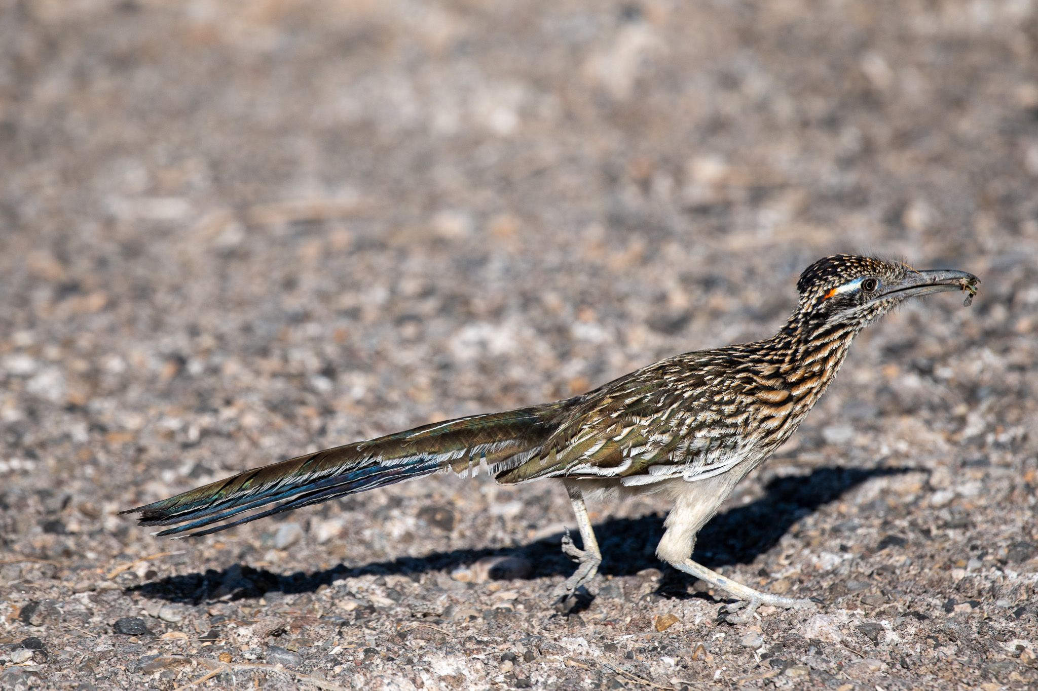 Greater Roadrunner