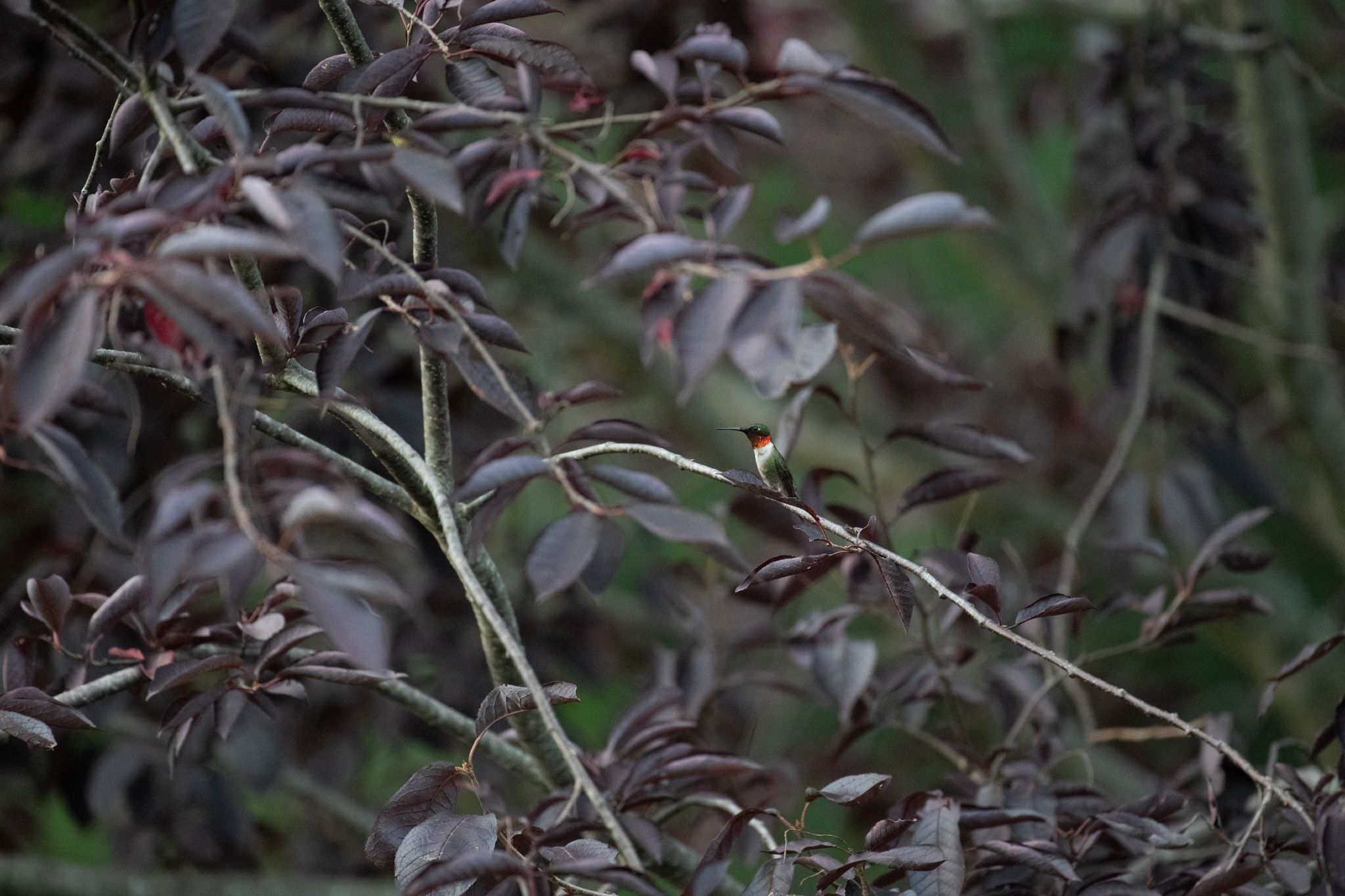 Ruby-throated Hummingbird