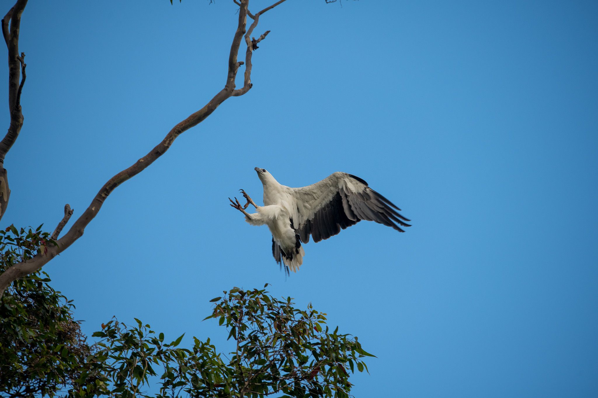 White-Bellied Sea Eagle photo 3