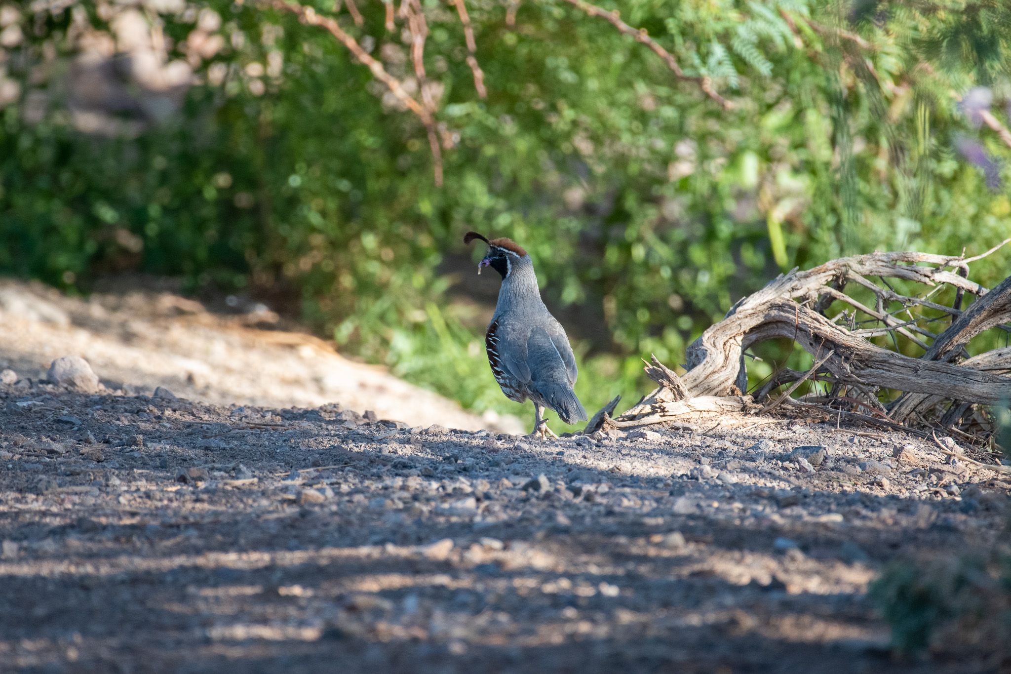 Gambel's Quail photo 6