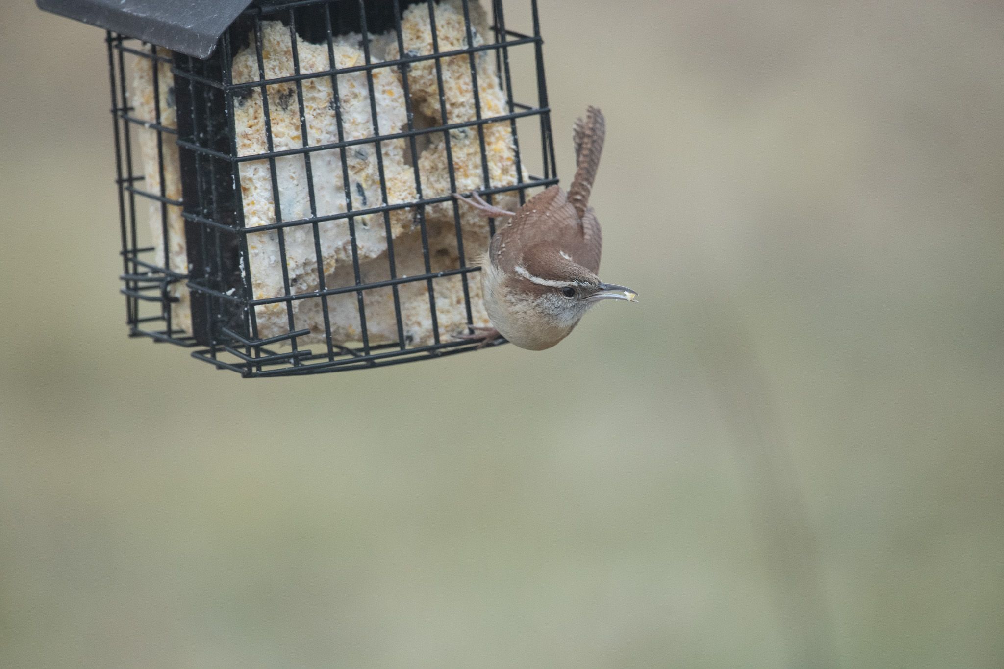 Carolina Wren