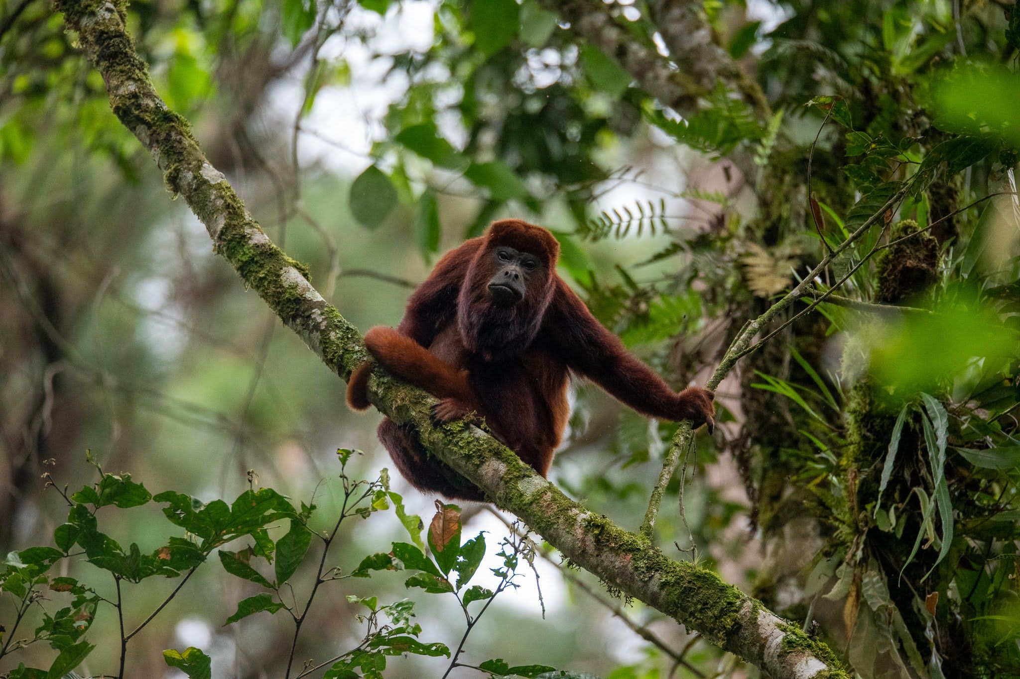 Colombian Red Howler