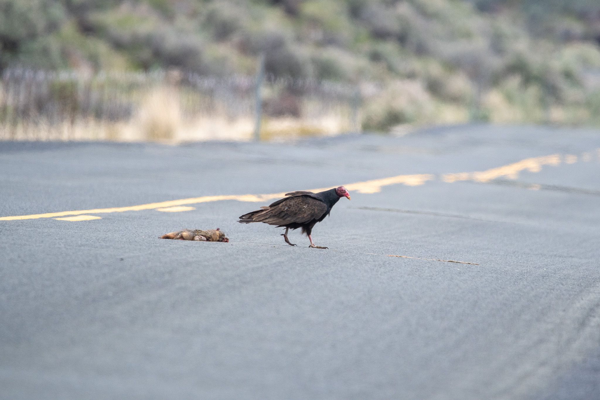 Turkey Vulture