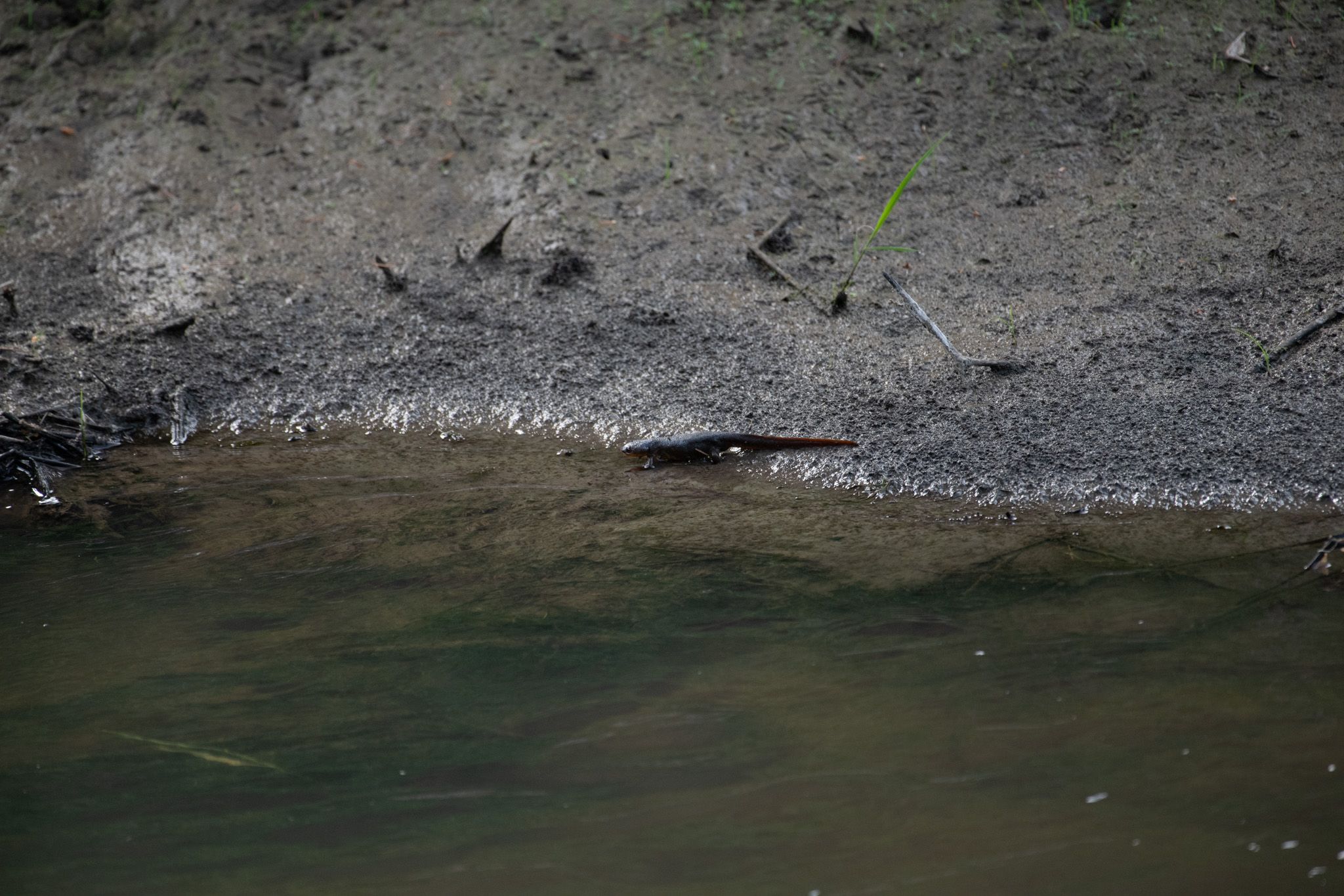 Rough-skinned Newt photo 2