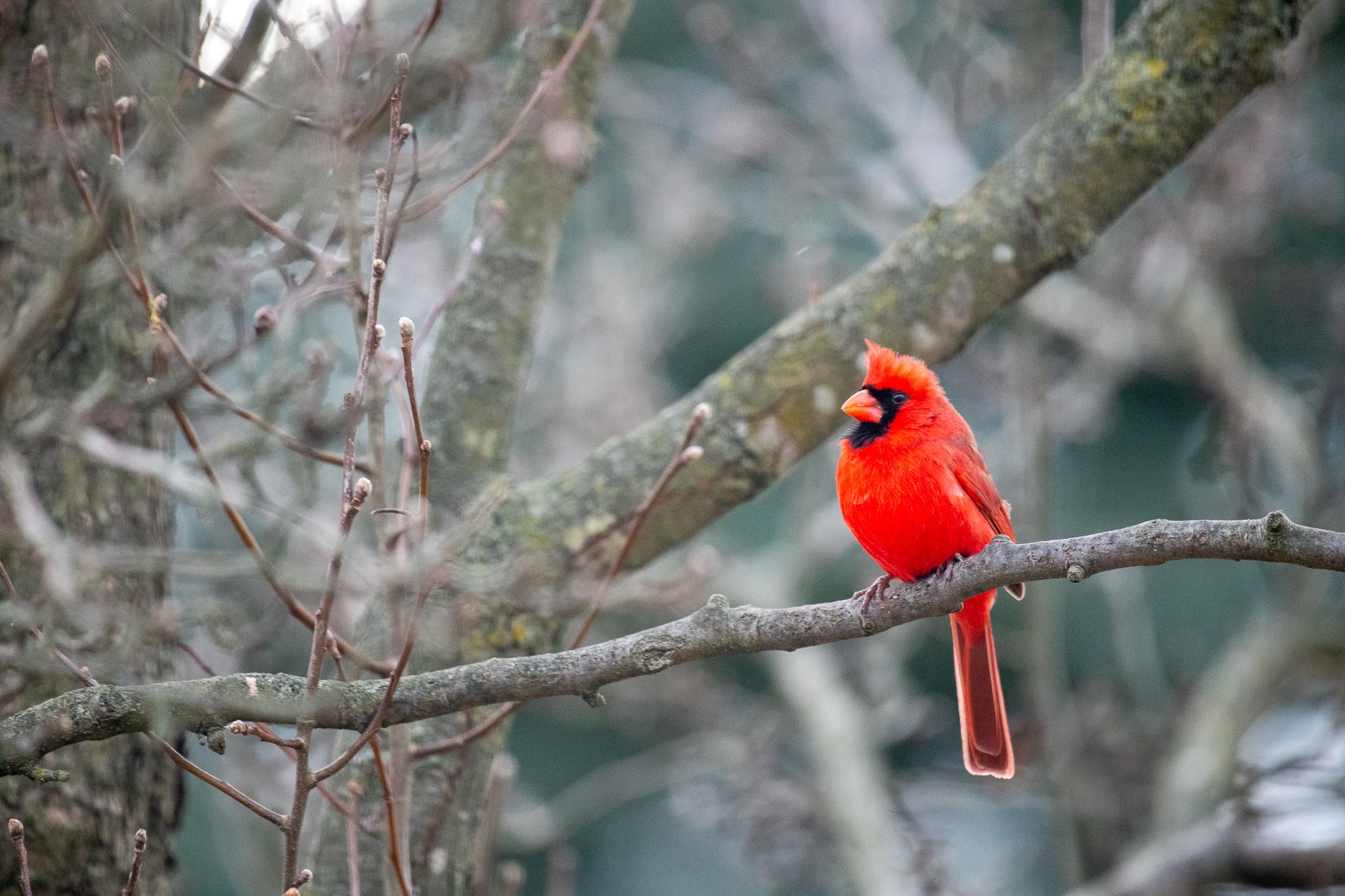 Northern Cardinal