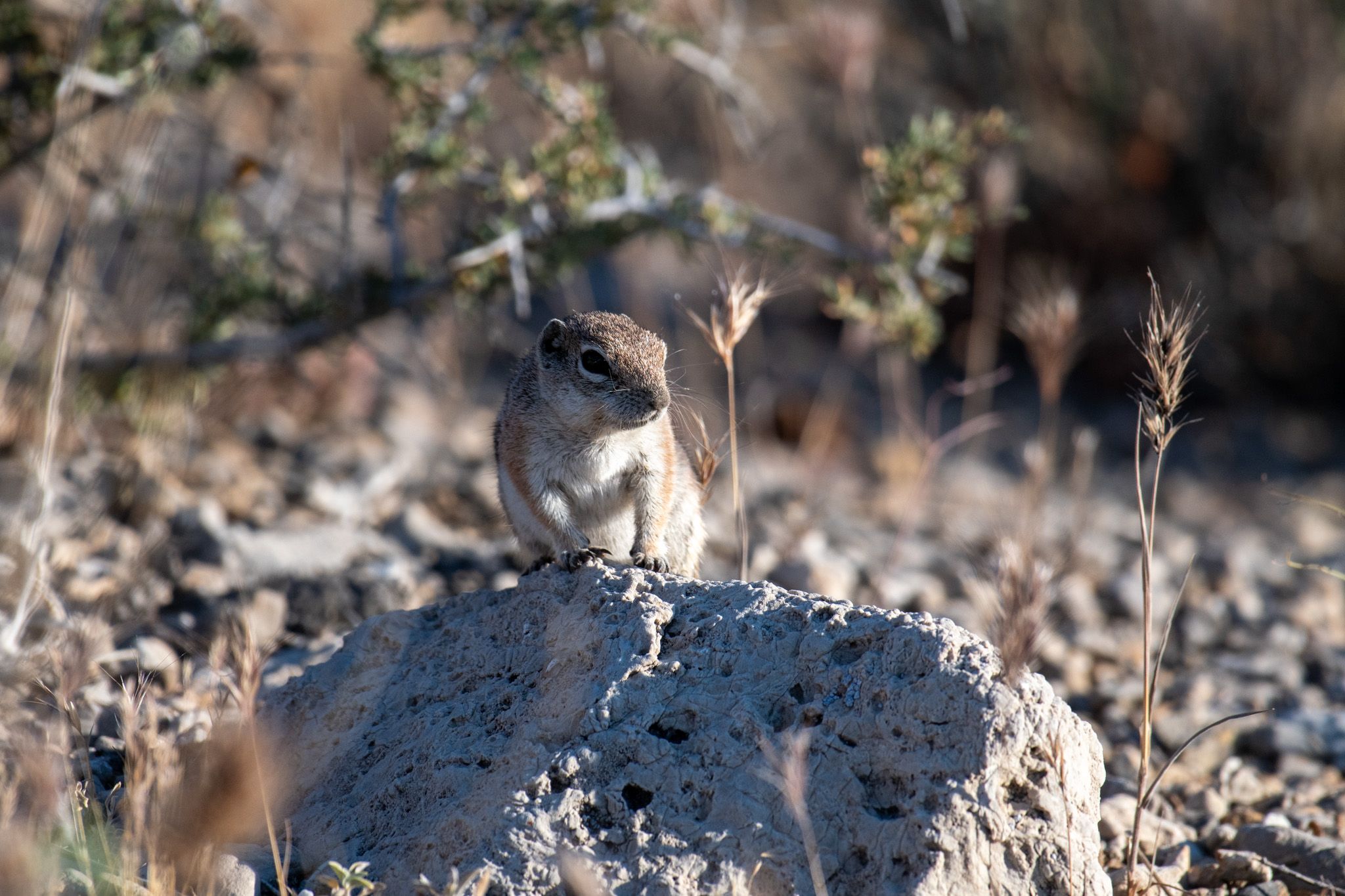 Antelope Squirrel