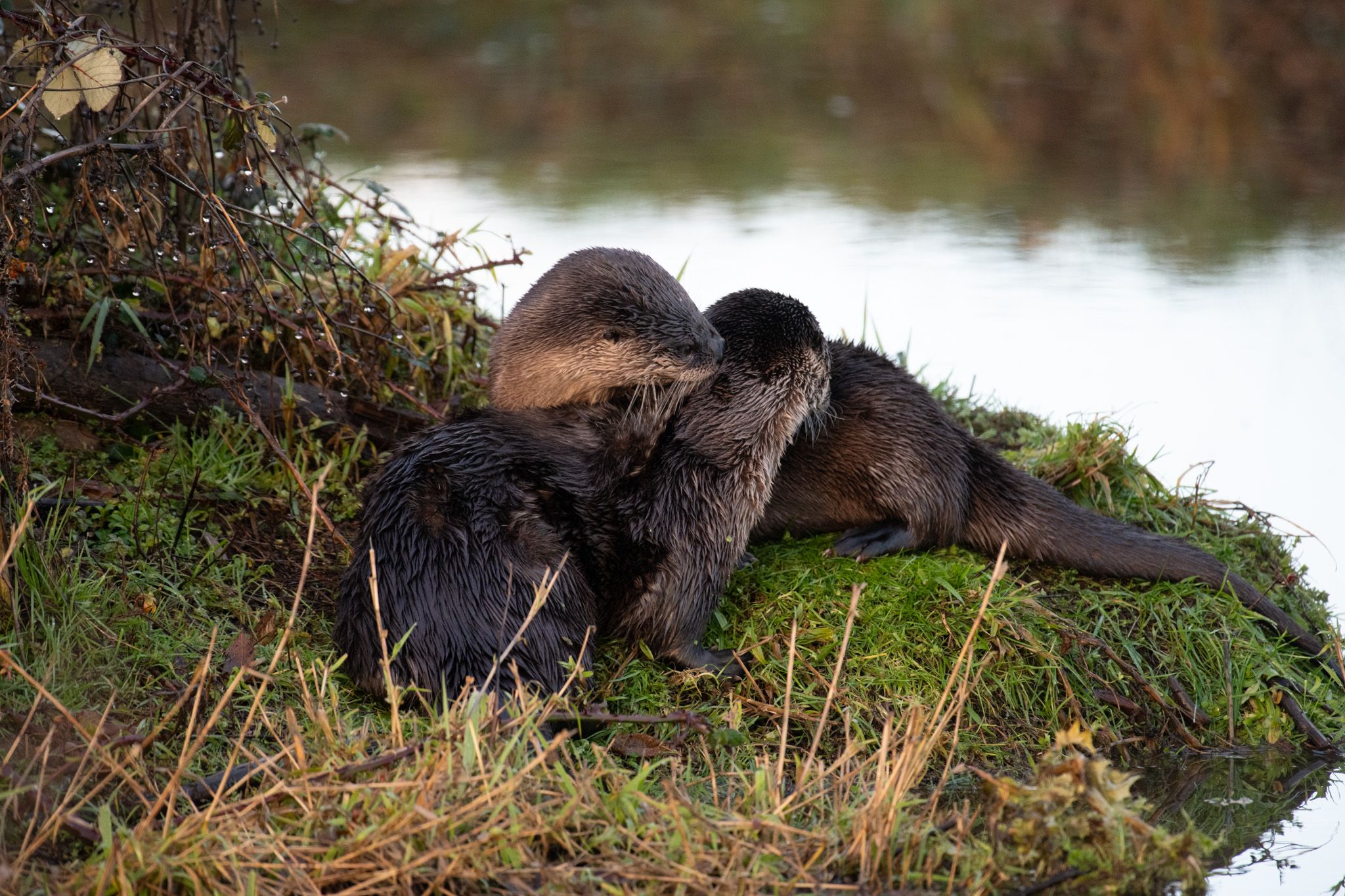 River Otter