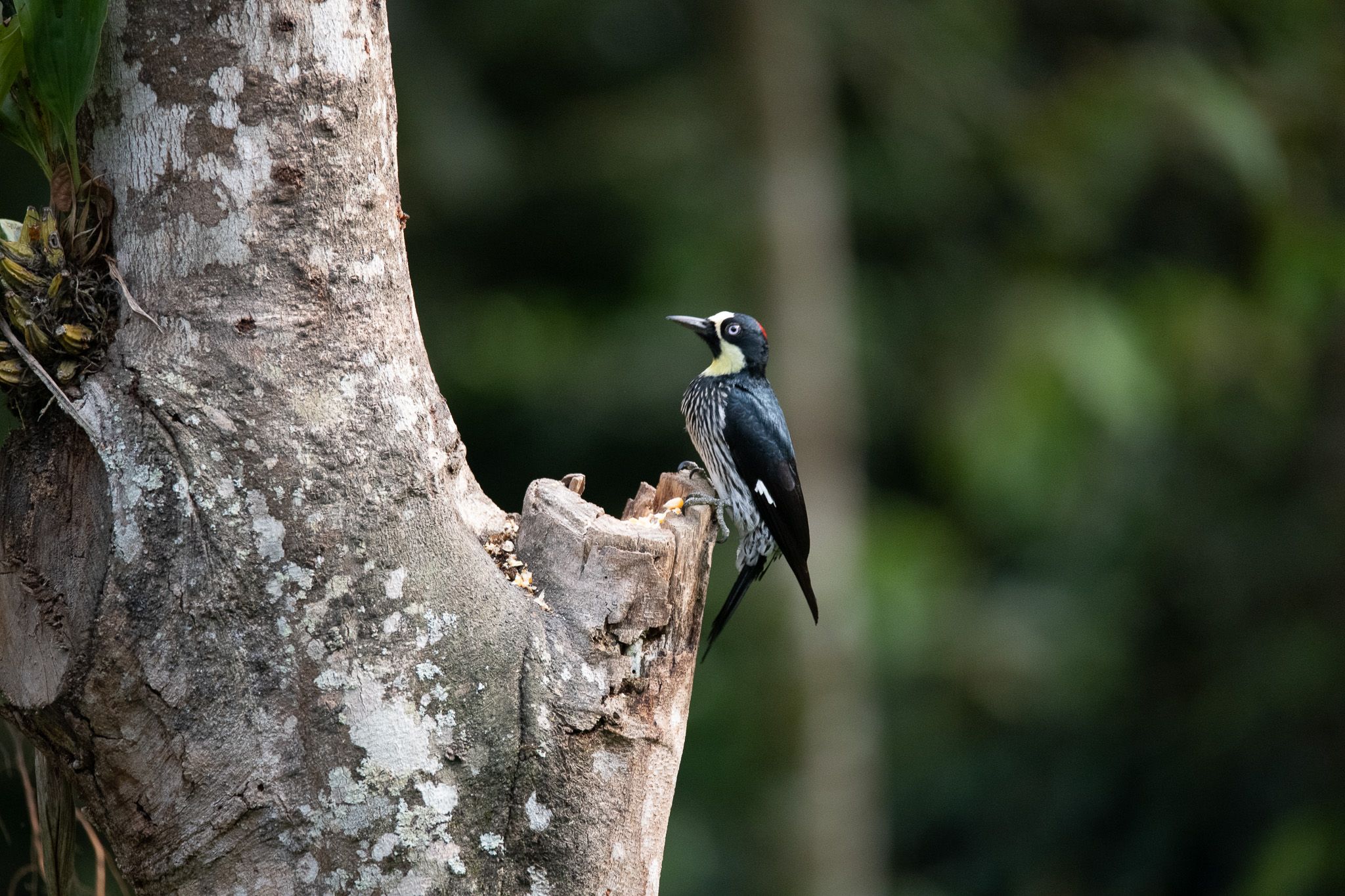 Acorn Woodpecker photo 2