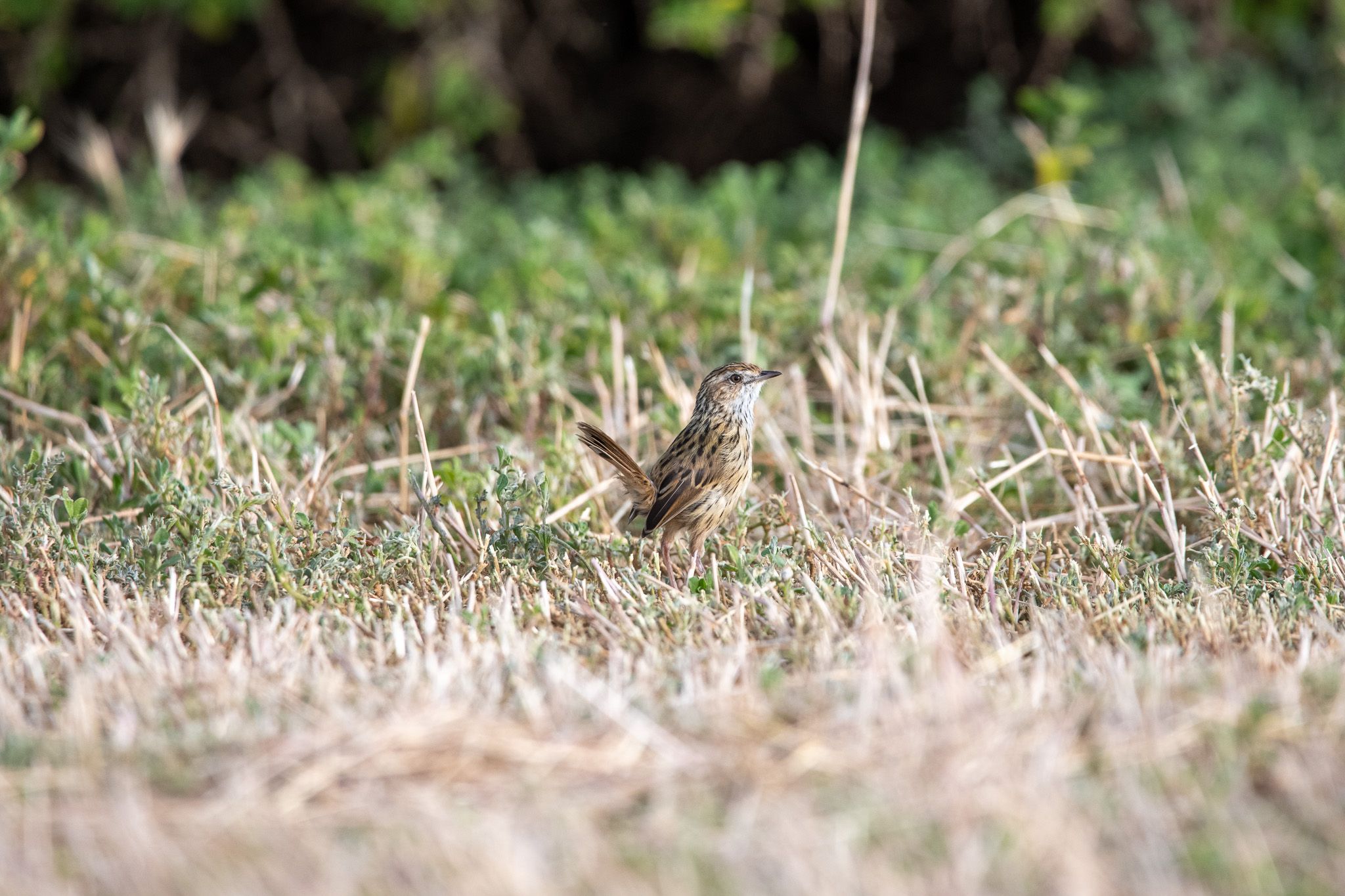 Striated Fieldwren photo 2