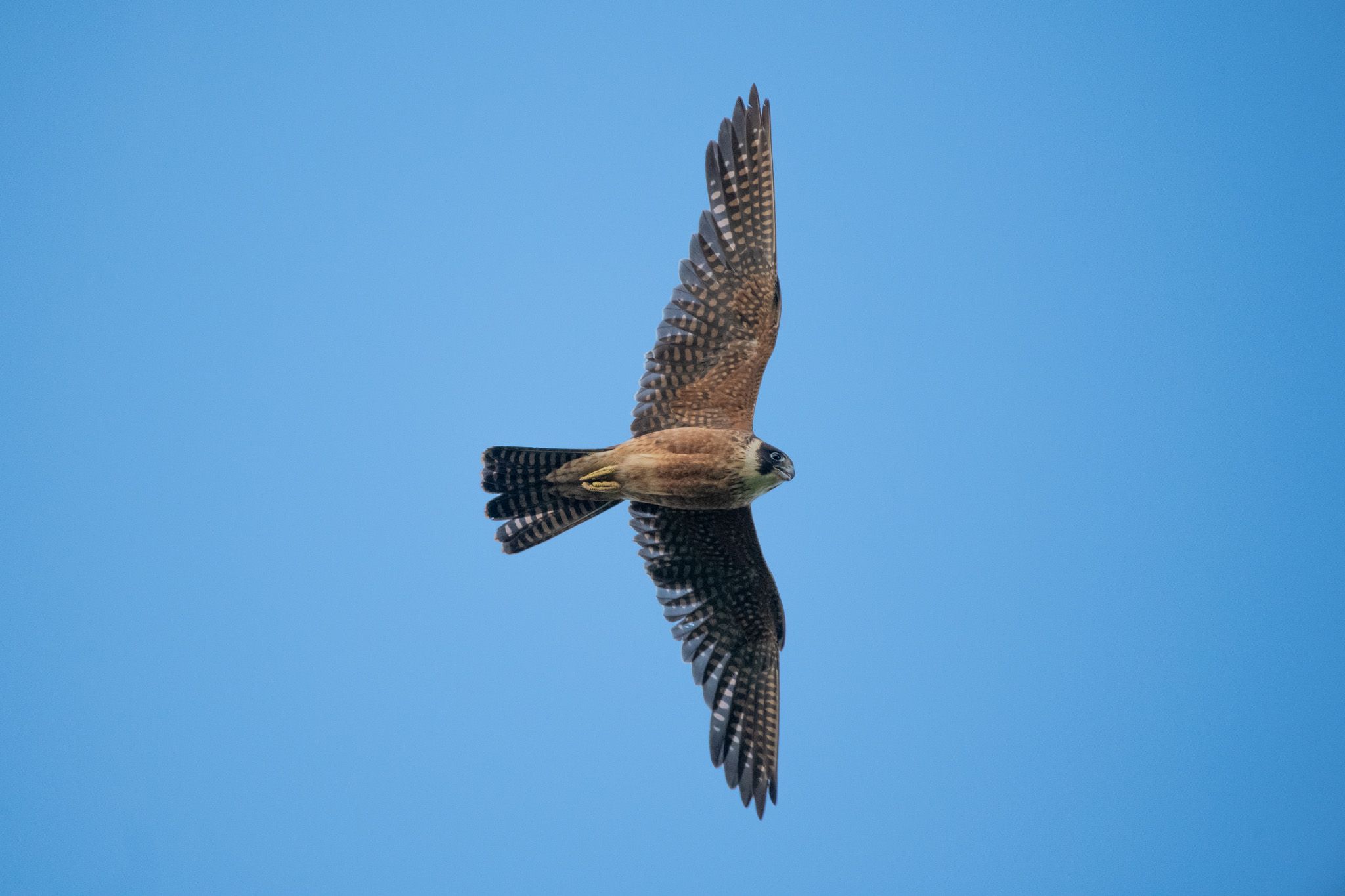 Peregrine Falcon