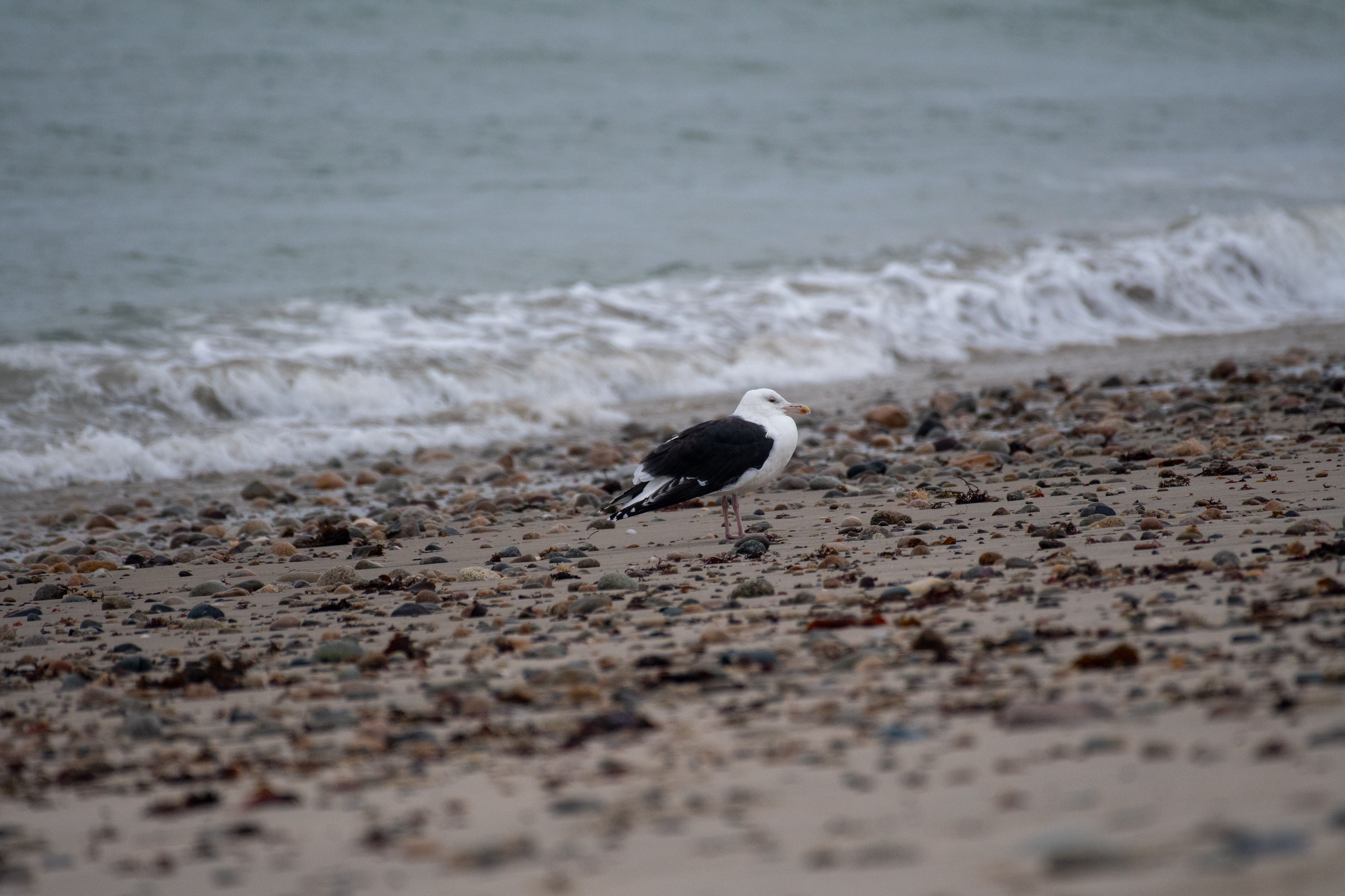 Great Black-backed Gull