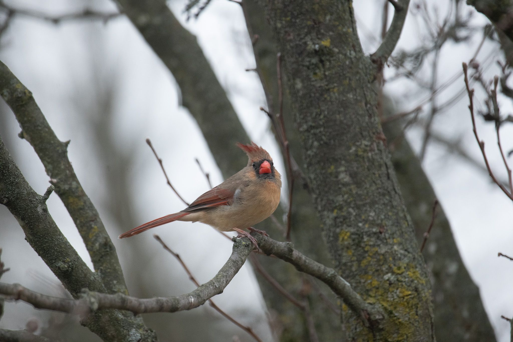 Northern Cardinal