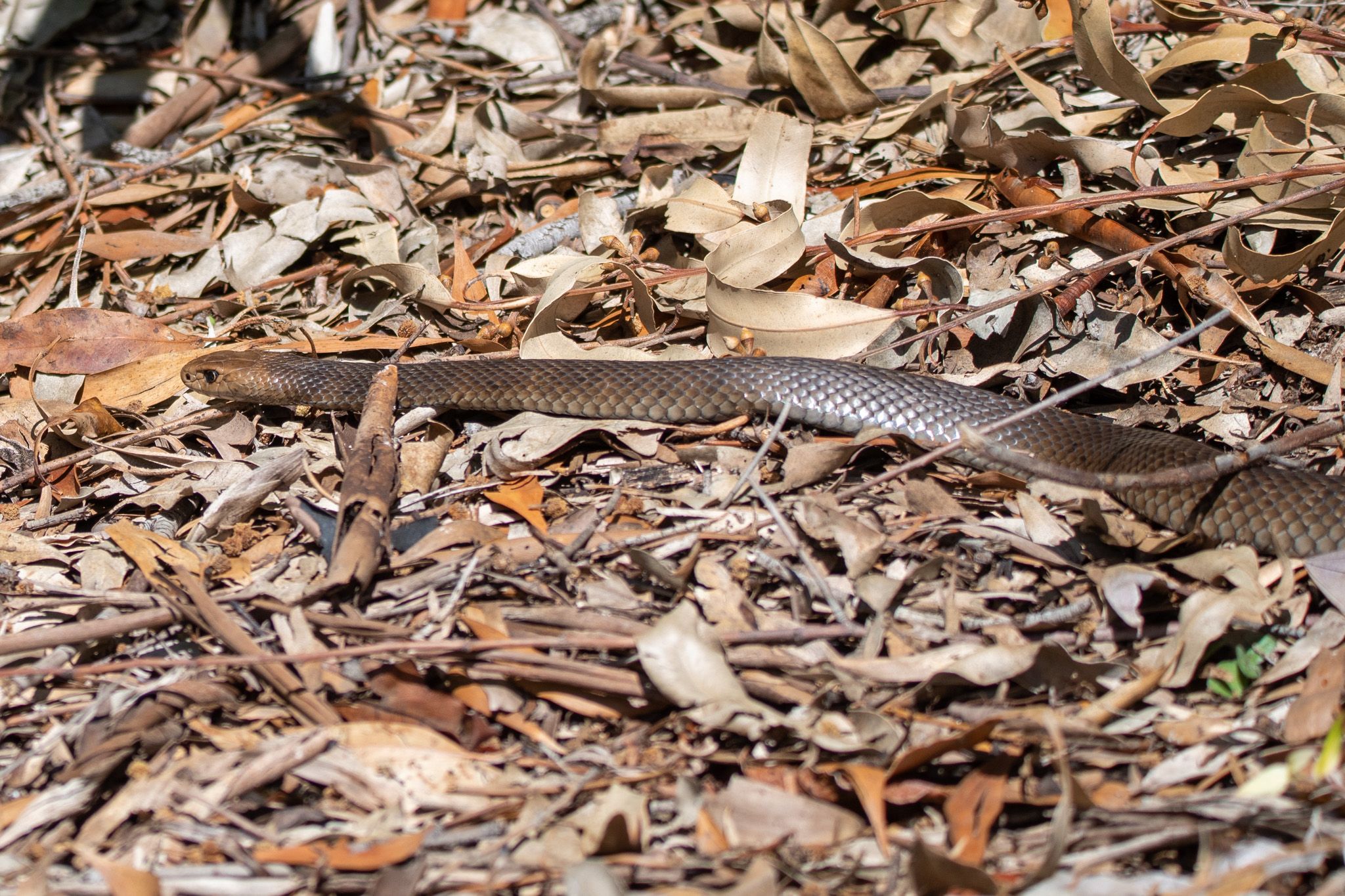 Eastern Brown Snake