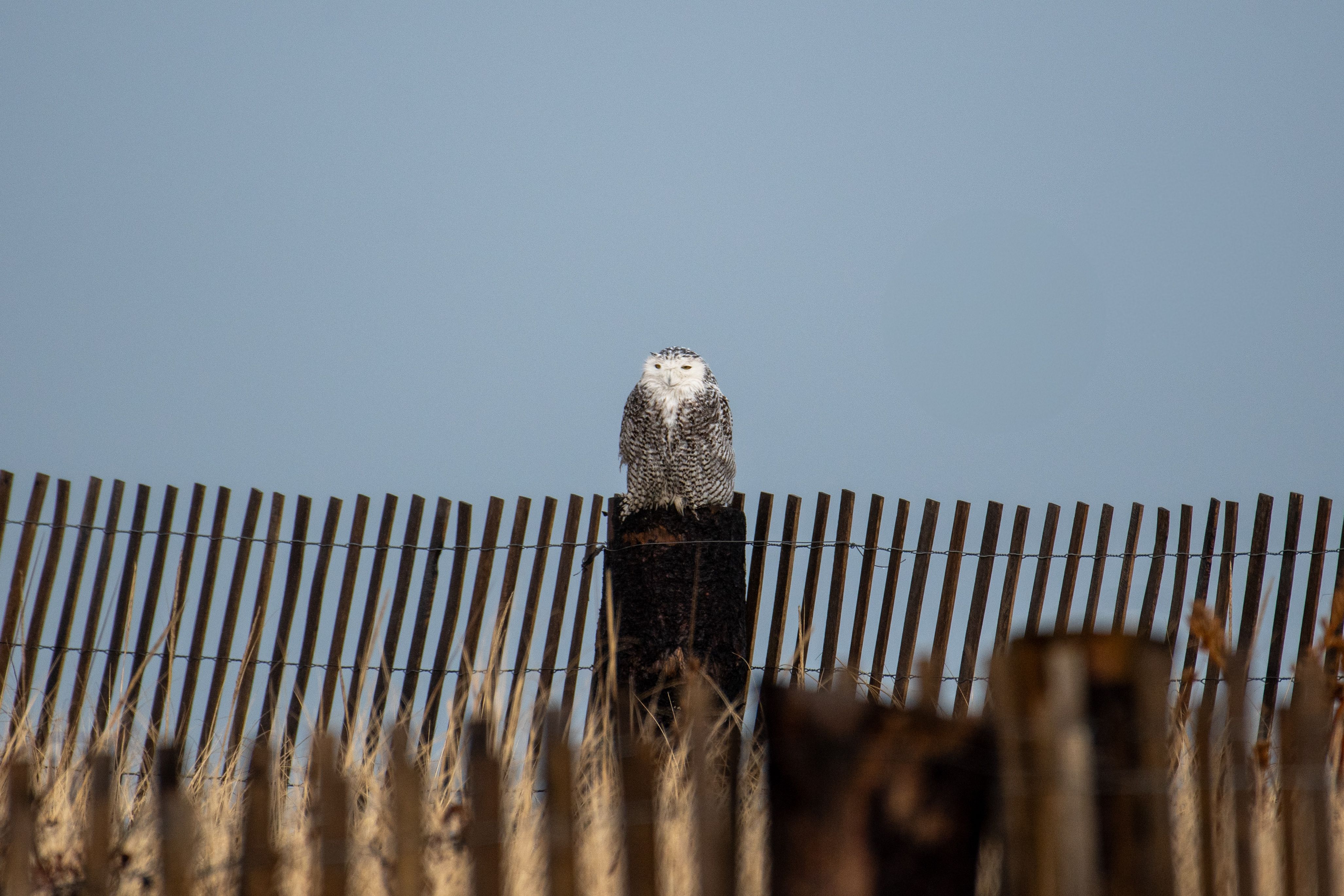 Snowy Owl photo 12