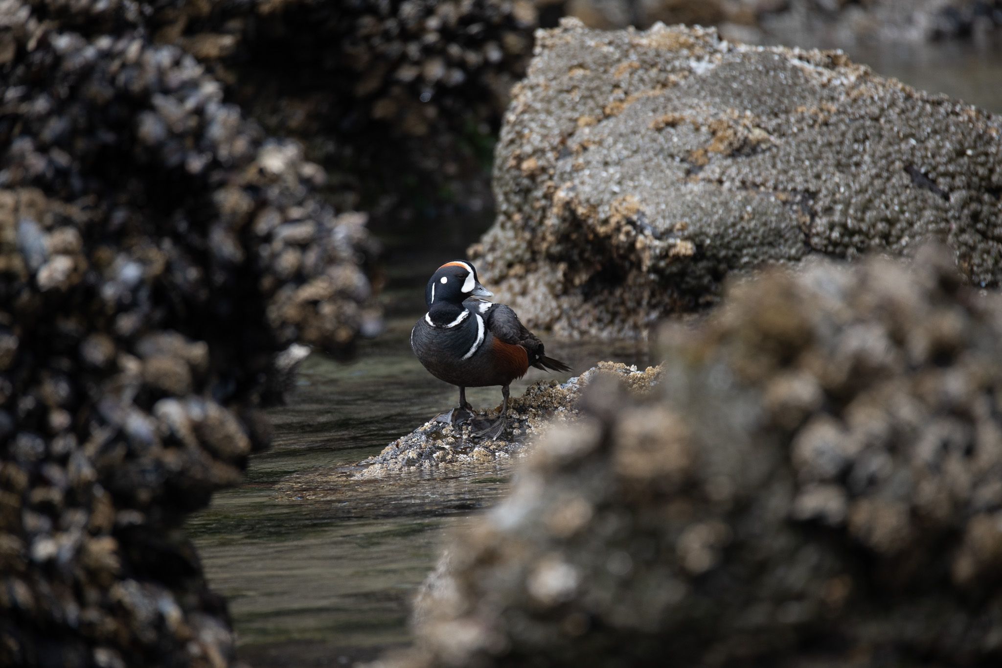 Harlequin Duck