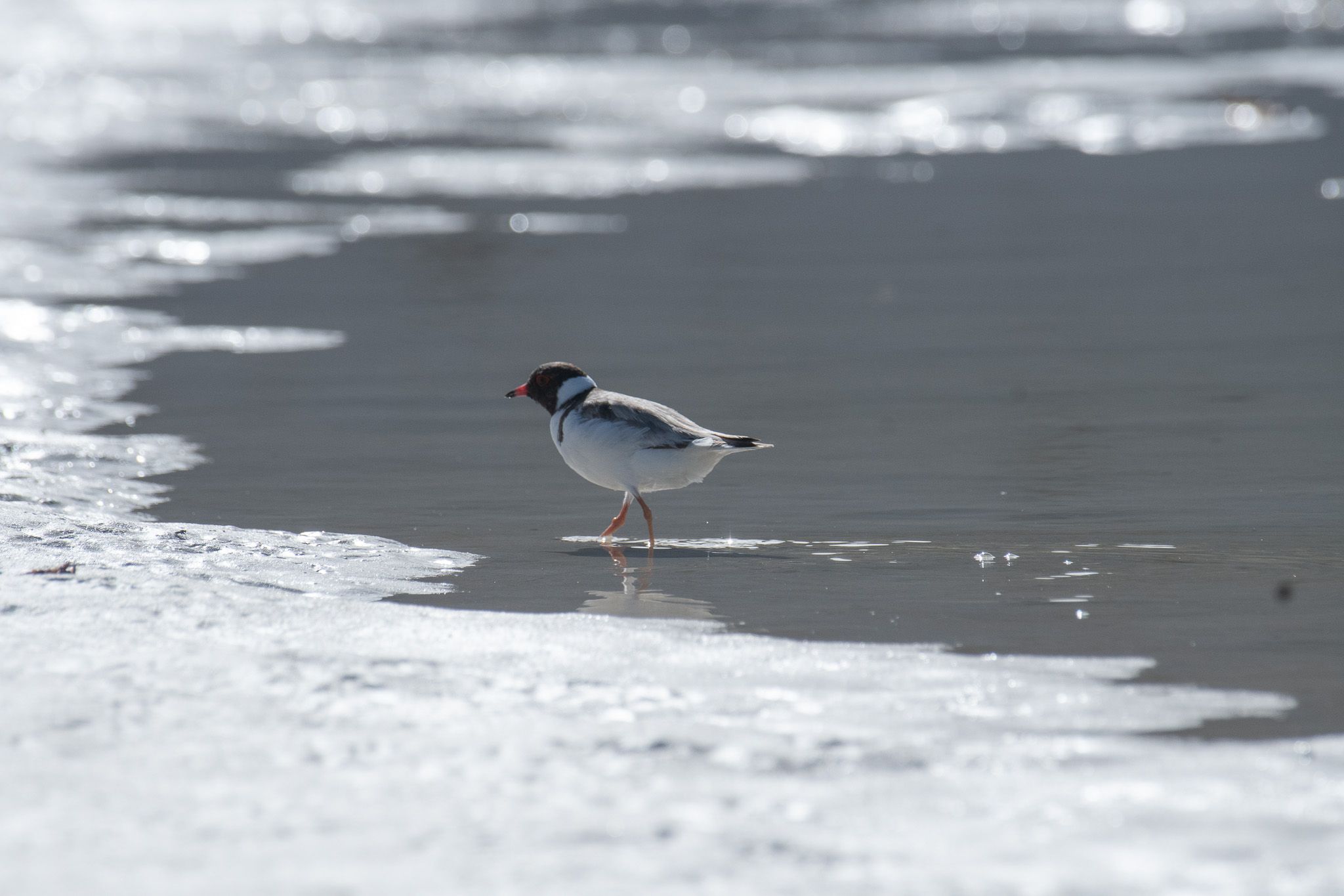 Hooded Plover