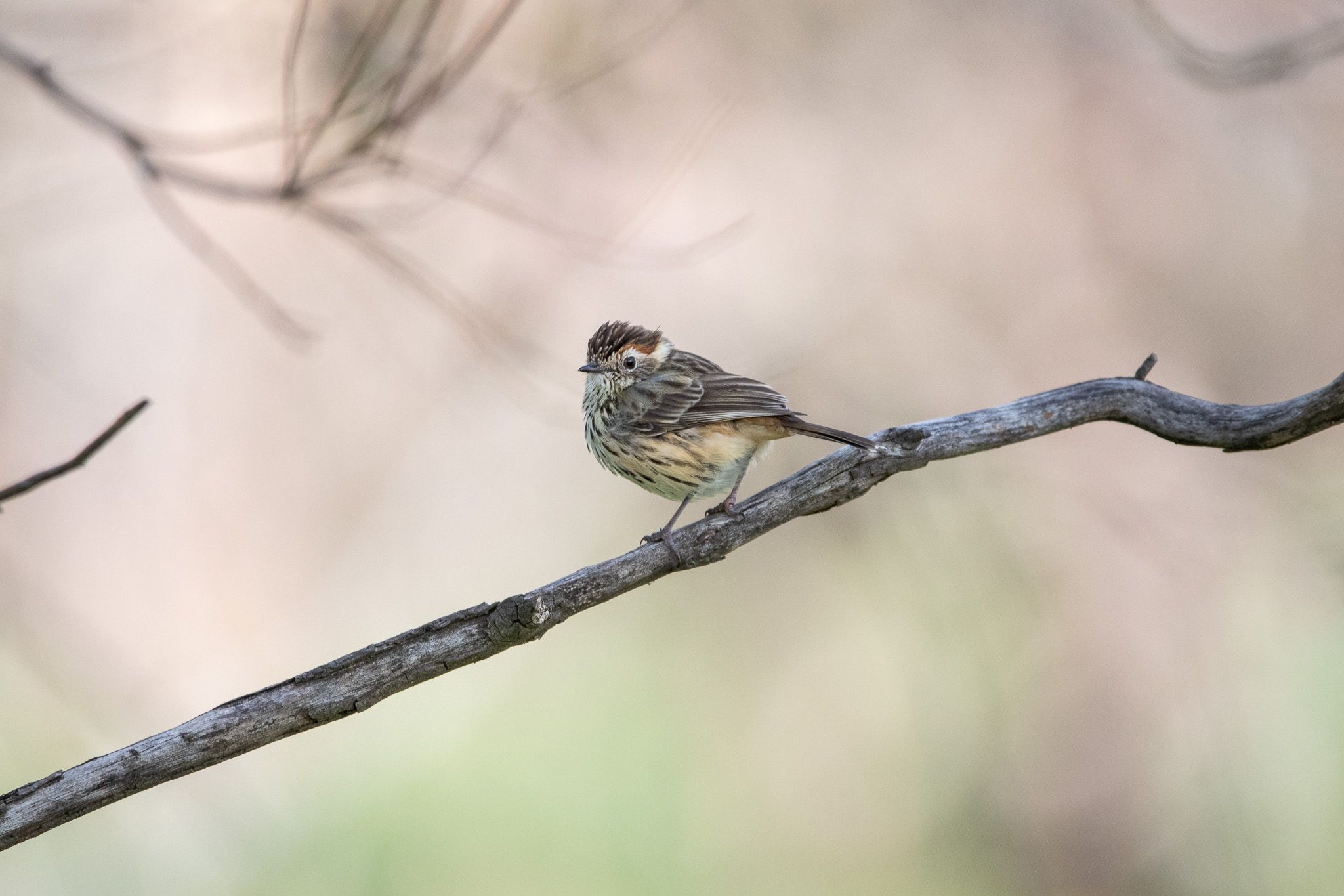 Striated Fieldwren