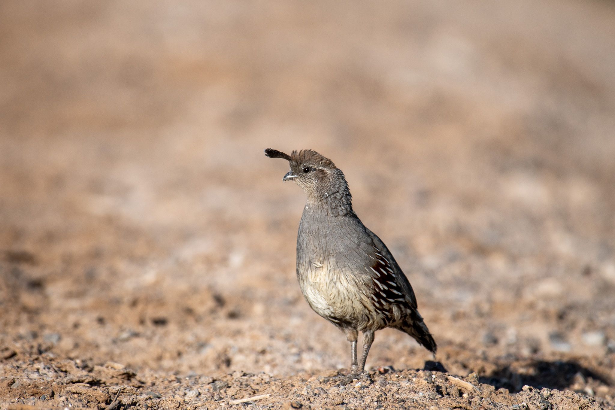 Gambel's Quail photo 7