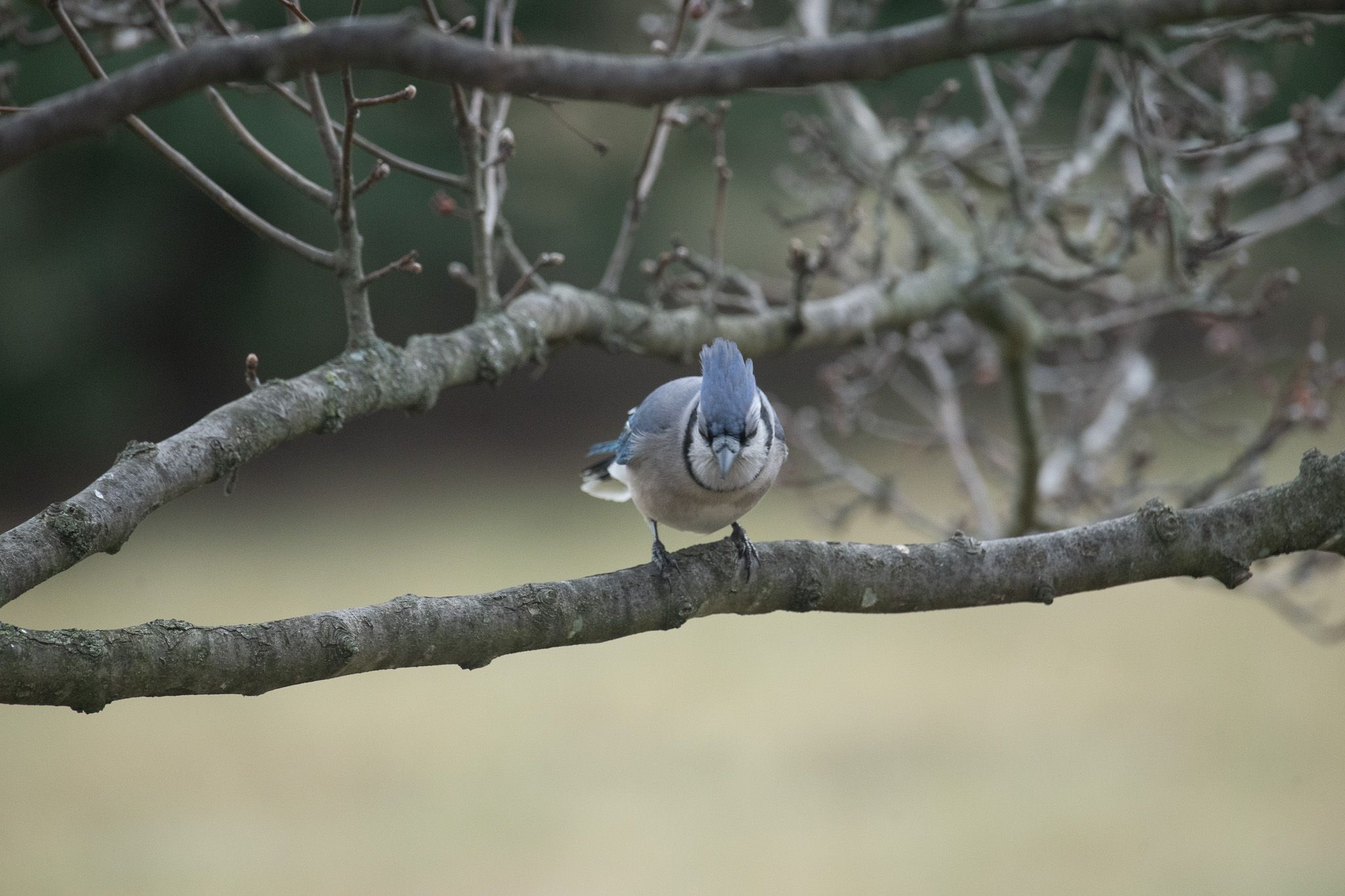 Blue Jay