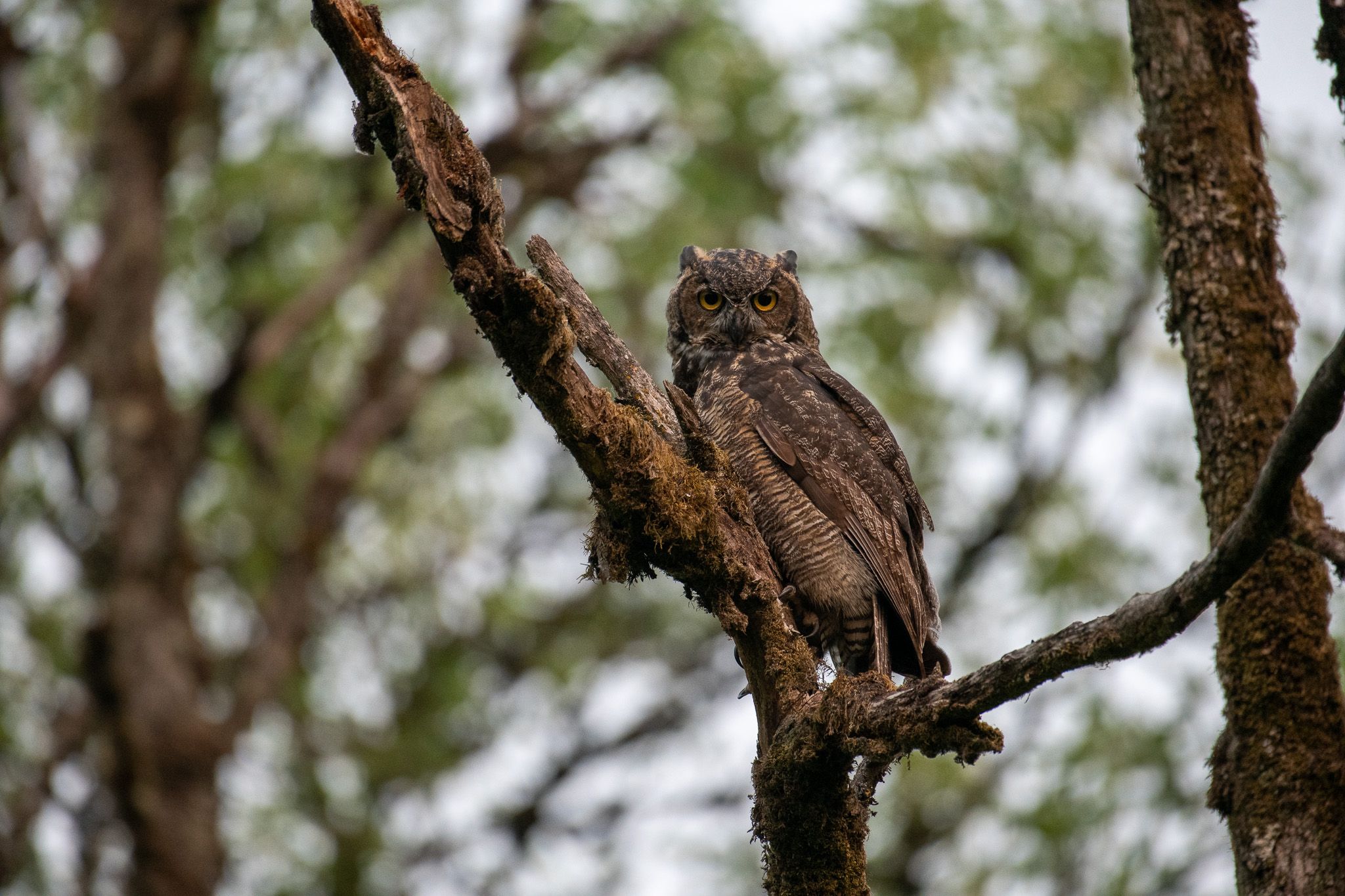 Great Horned Owl photo 3