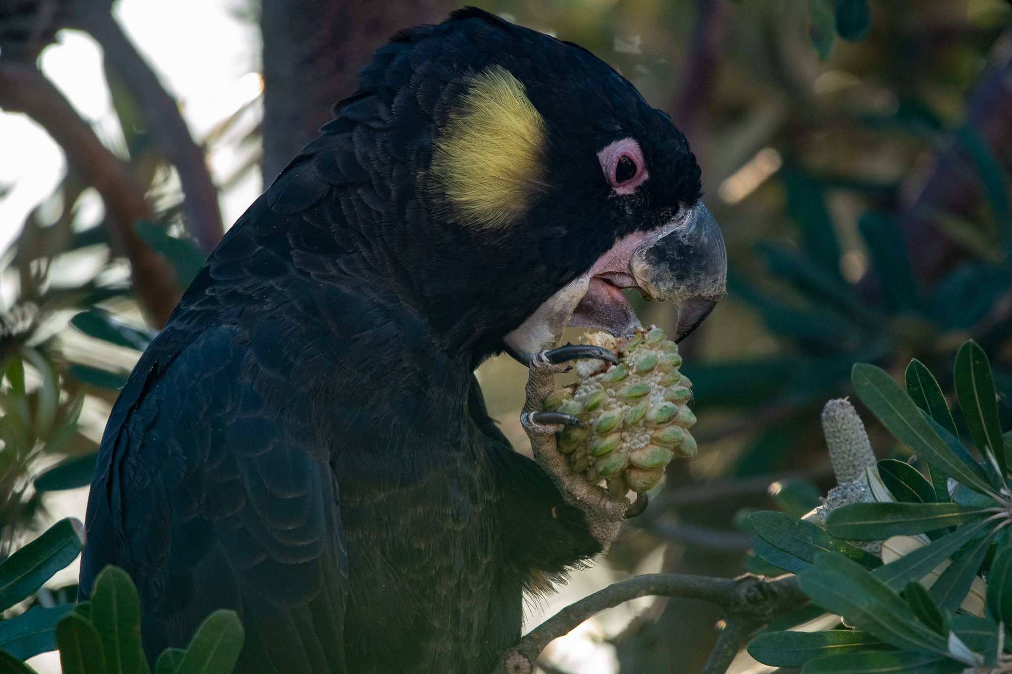 Yellow-Tailed Black Cockatoo