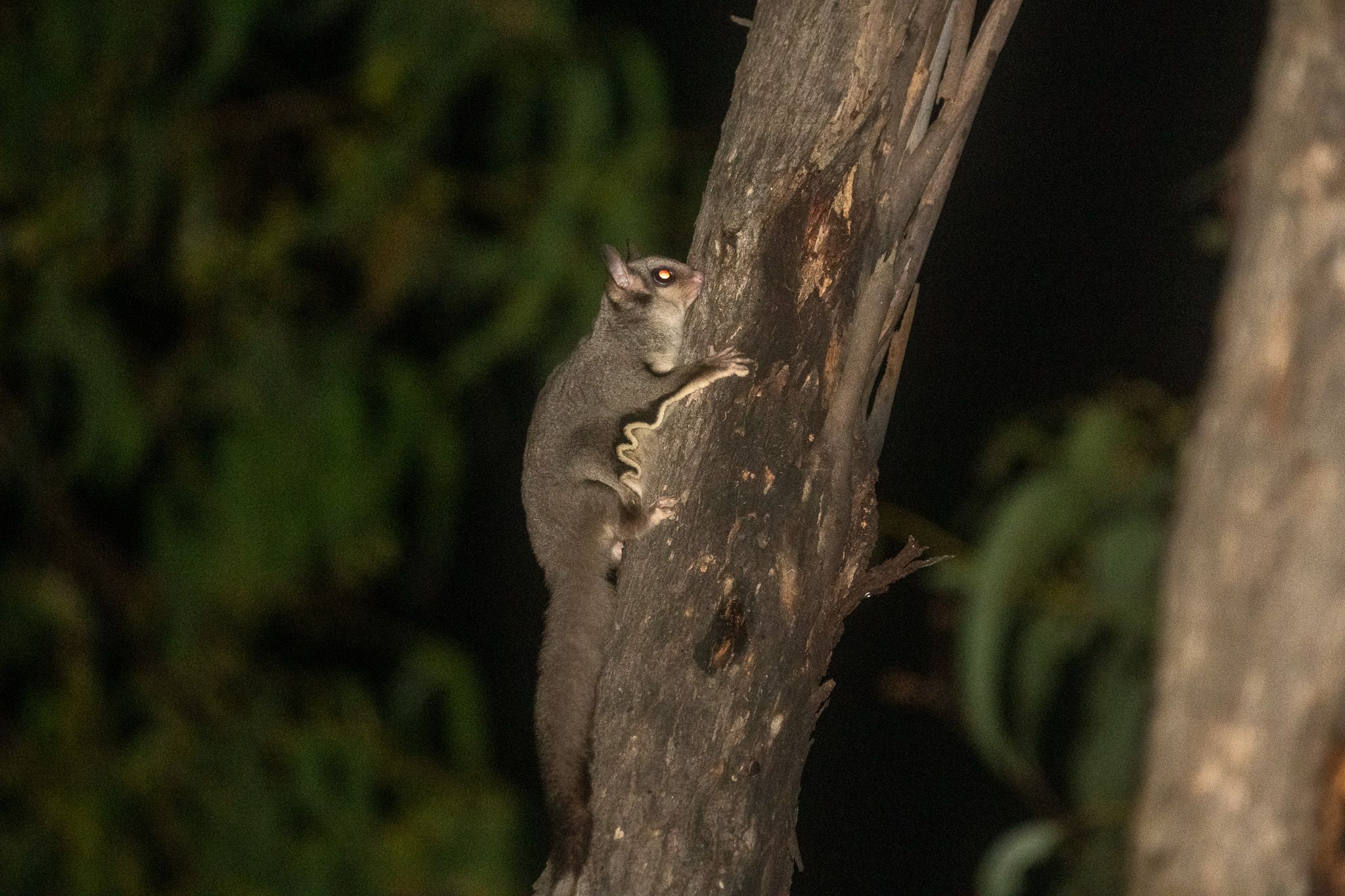 Sugar Glider