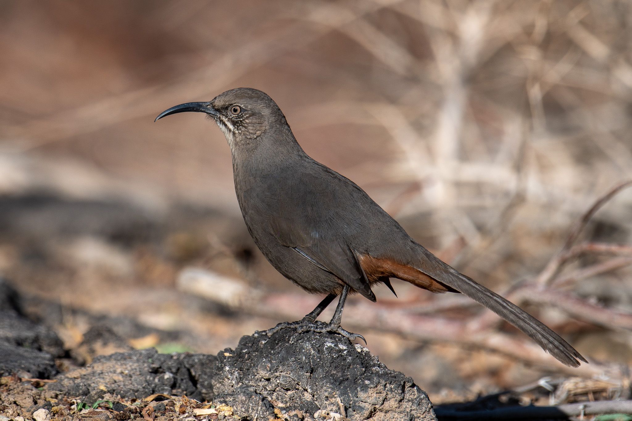 Crissal Thrasher