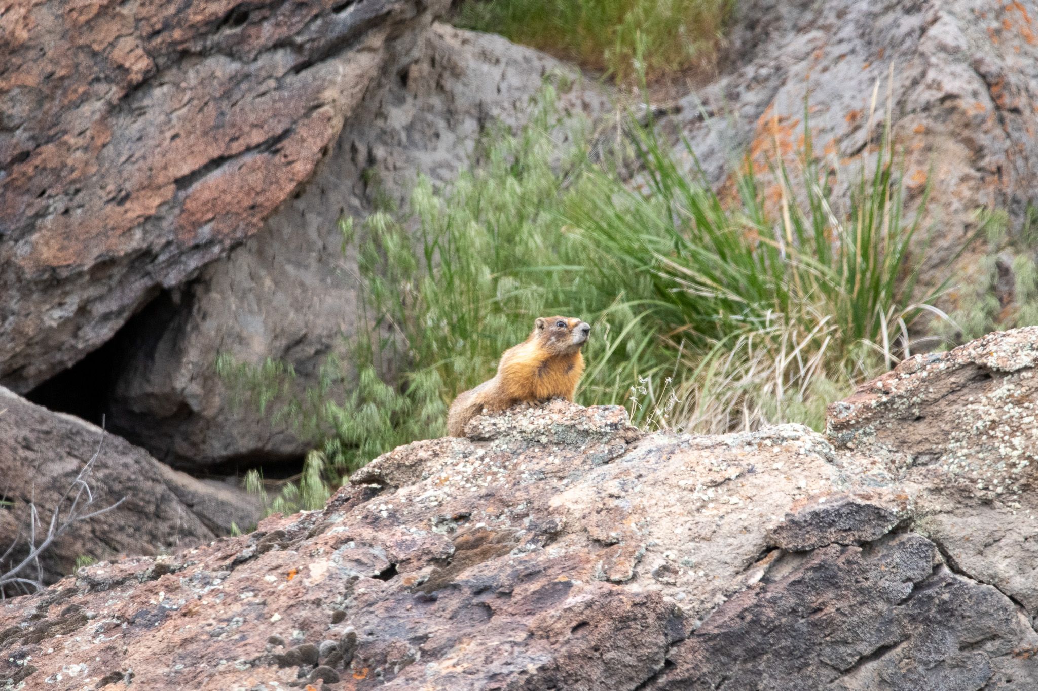 Yellow-bellied Marmot