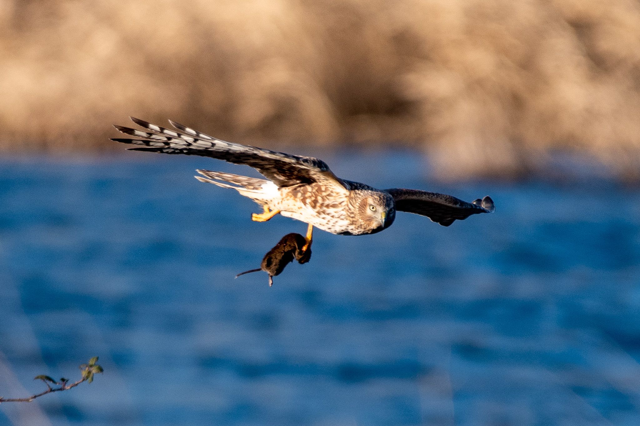 Northern Harrier