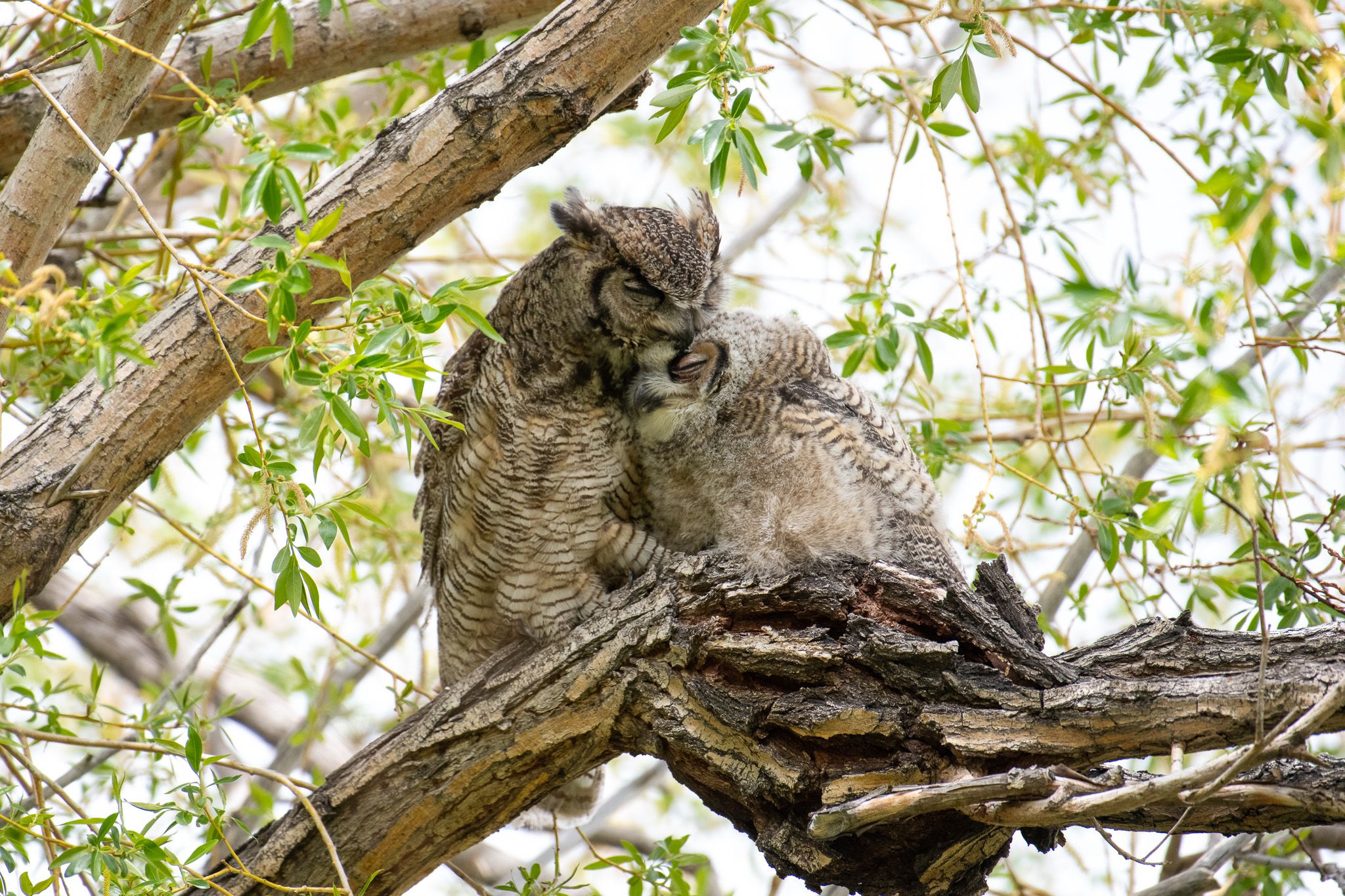 Great Horned Owl photo 6