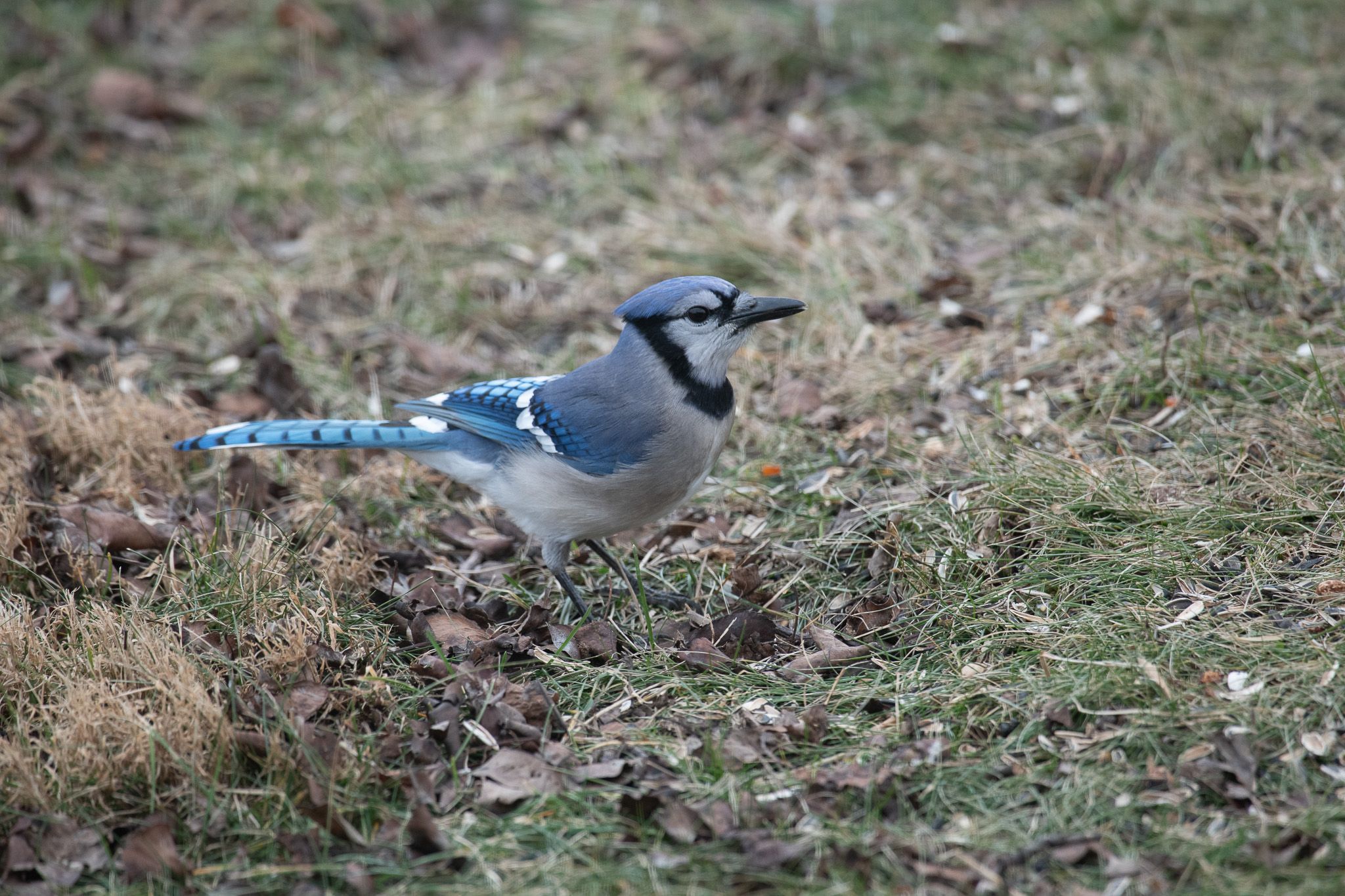 Blue Jay photo 2