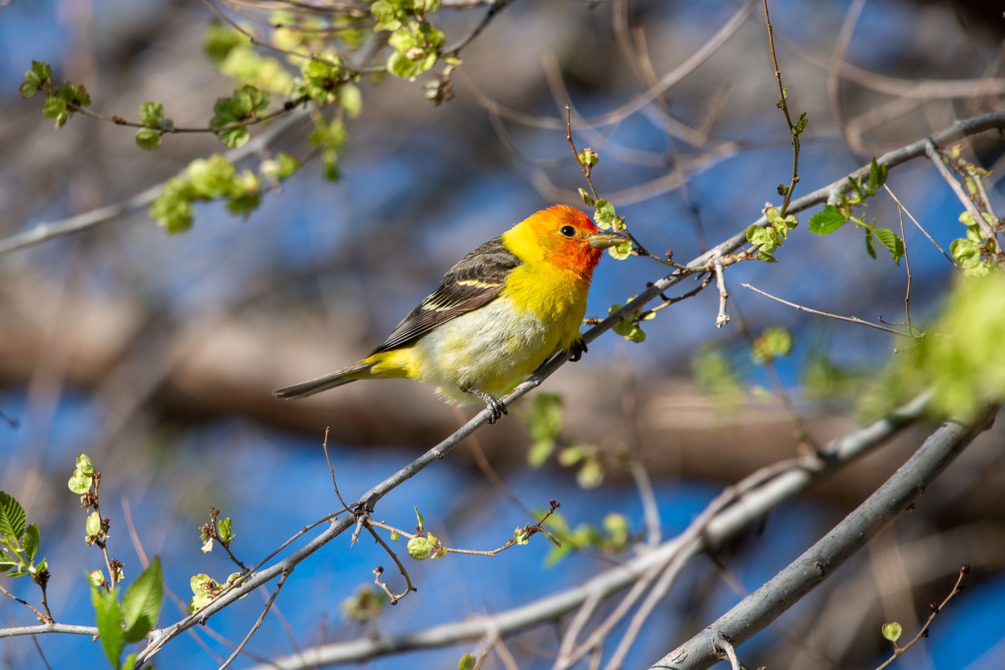 Western Tanager