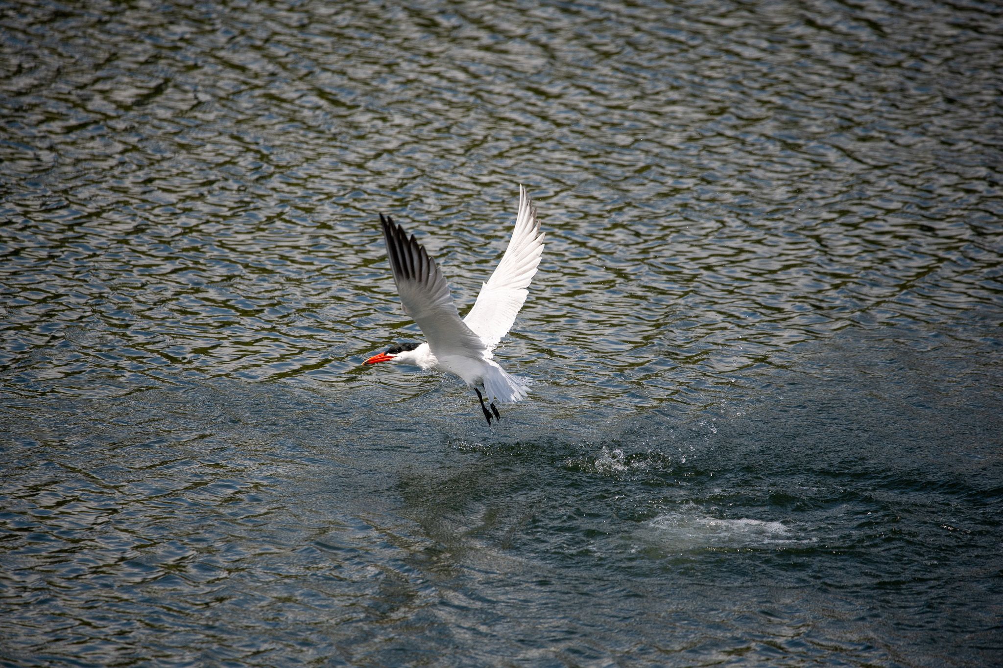 Caspian Tern