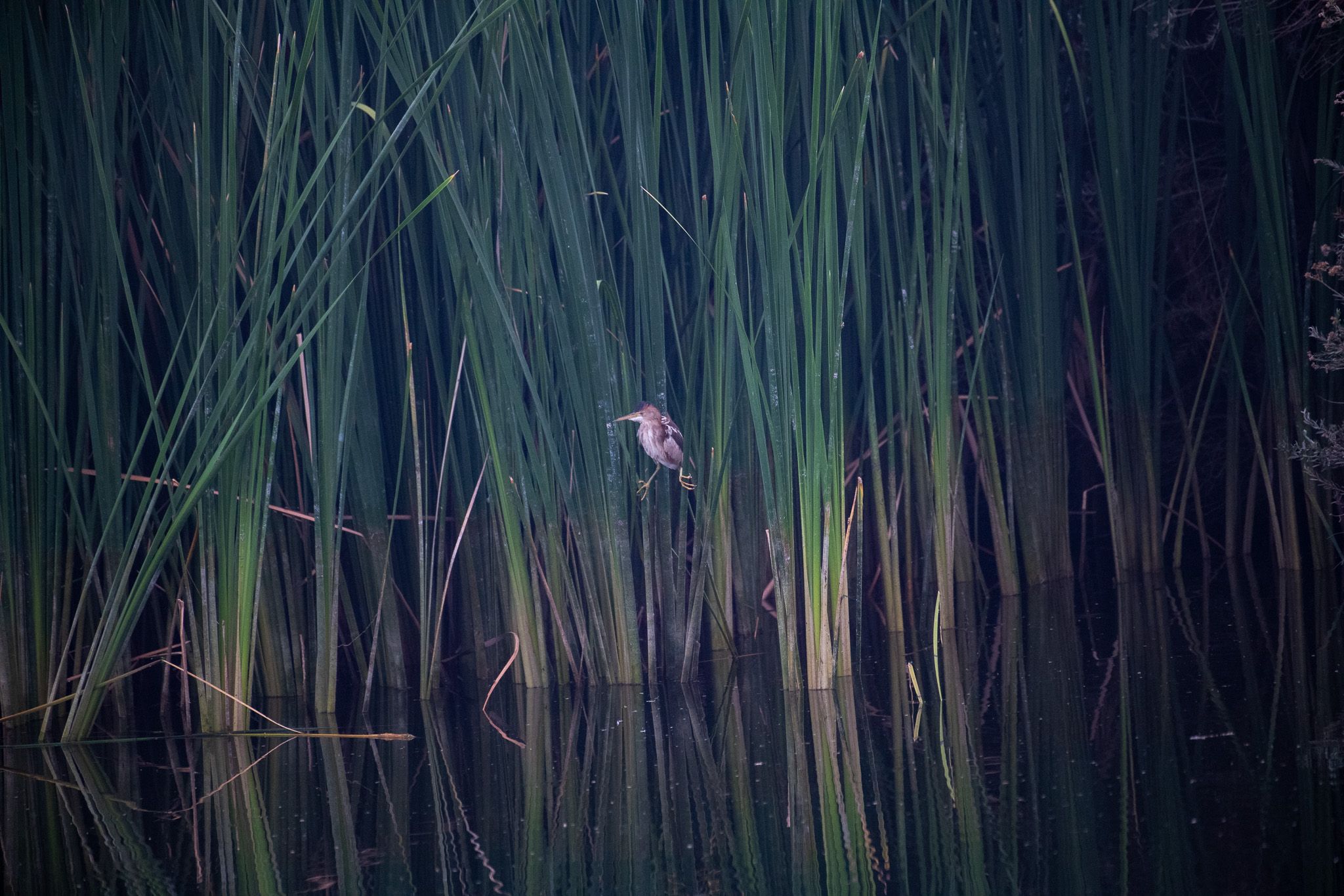 Least Bittern