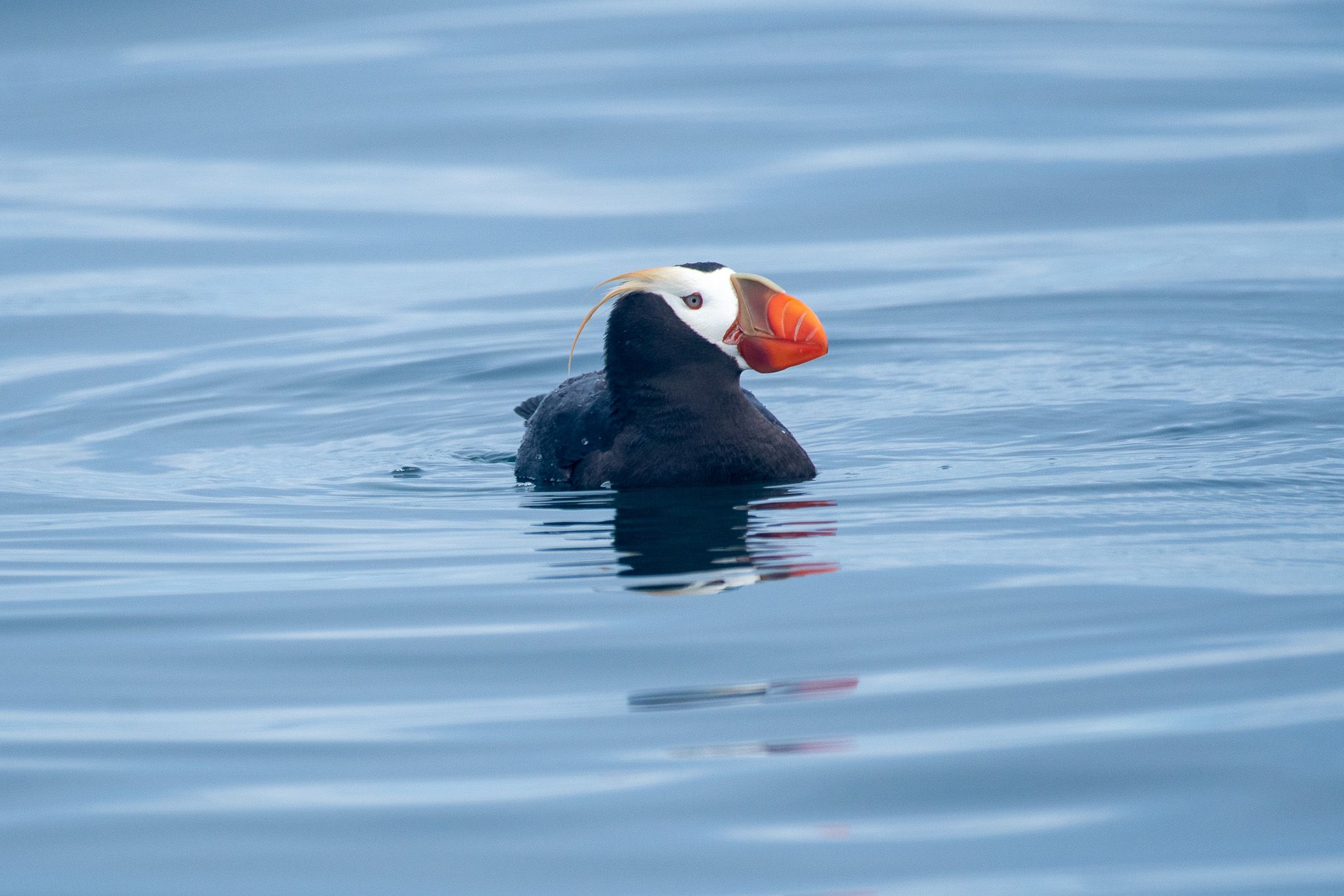 Tufted Puffin