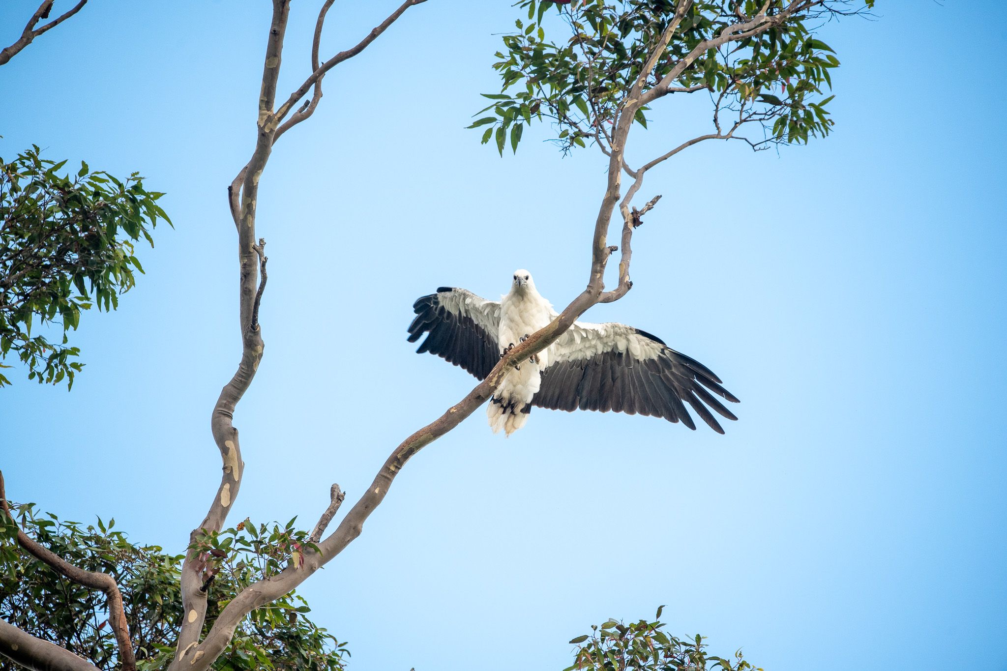 White-Bellied Sea Eagle