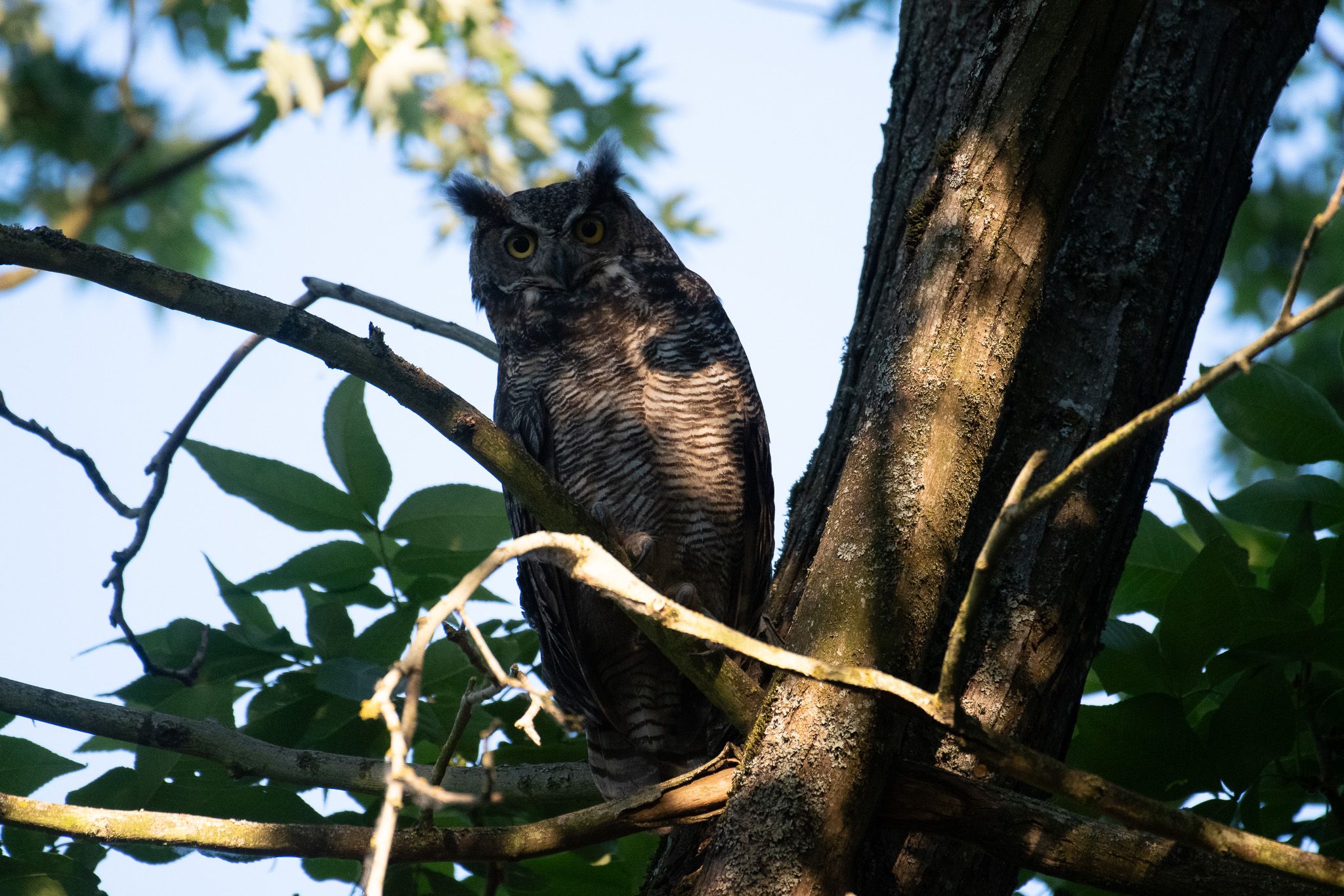 Great Horned Owl