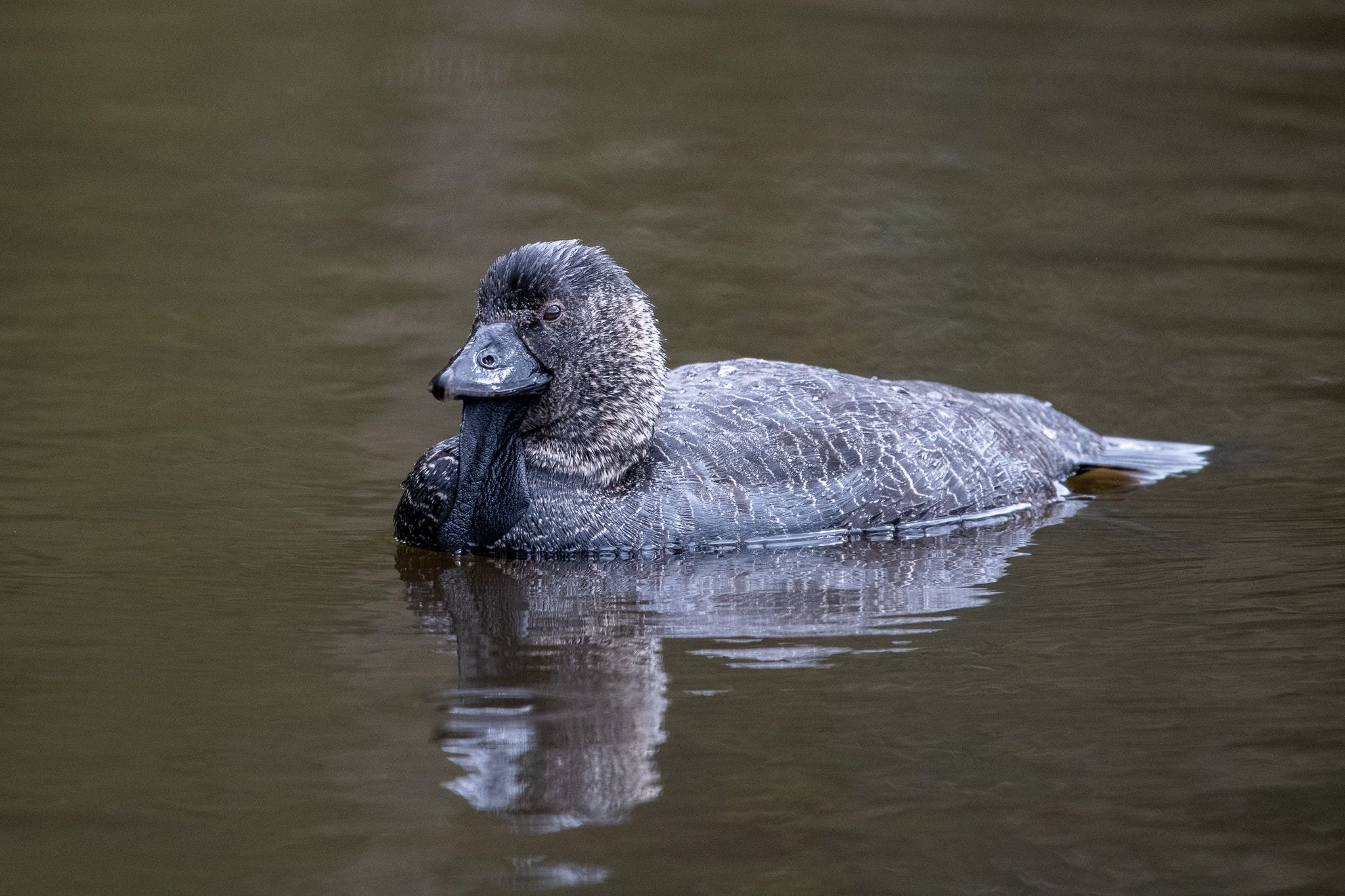 Musk Duck