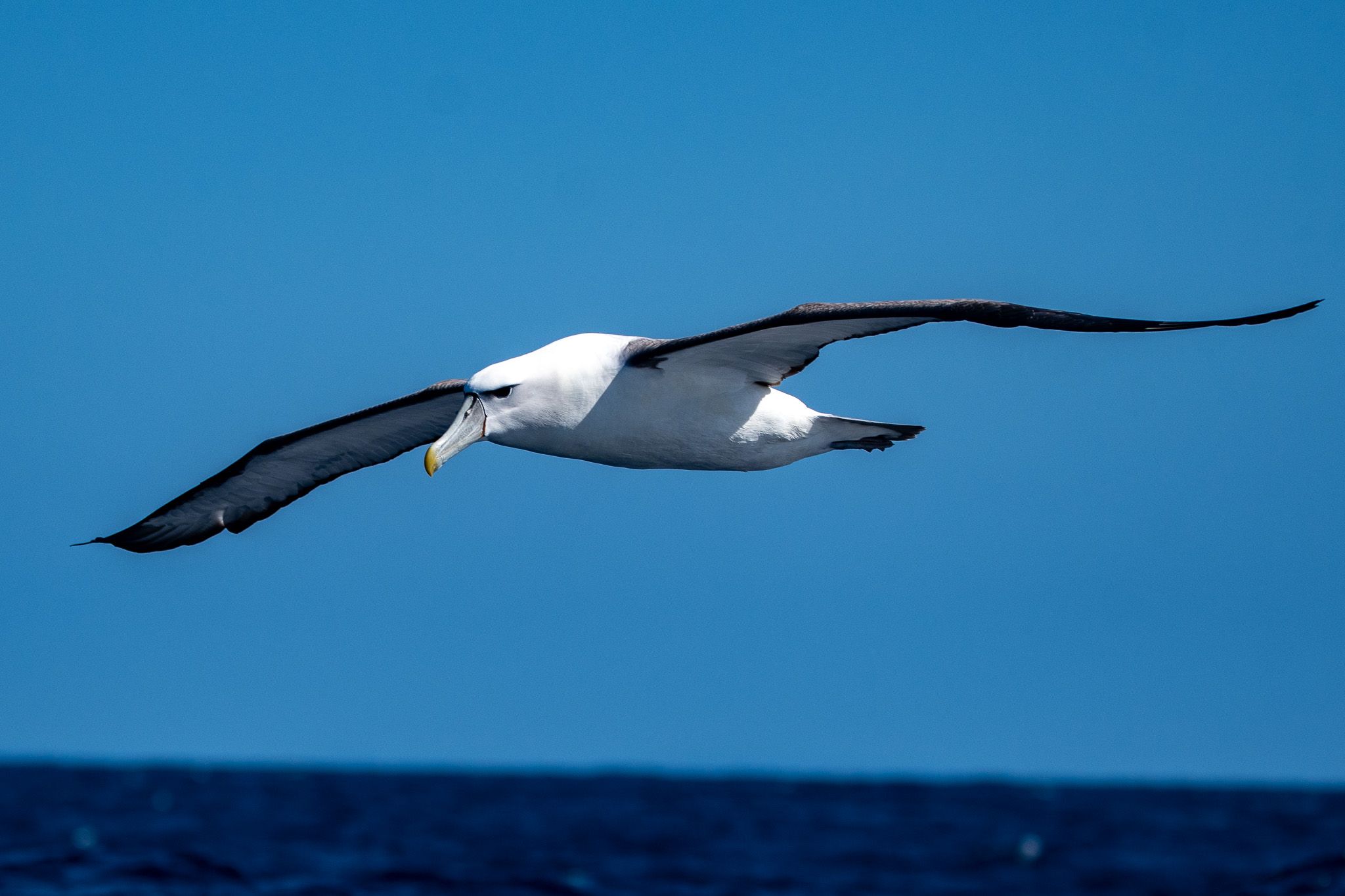 Shy Albatross