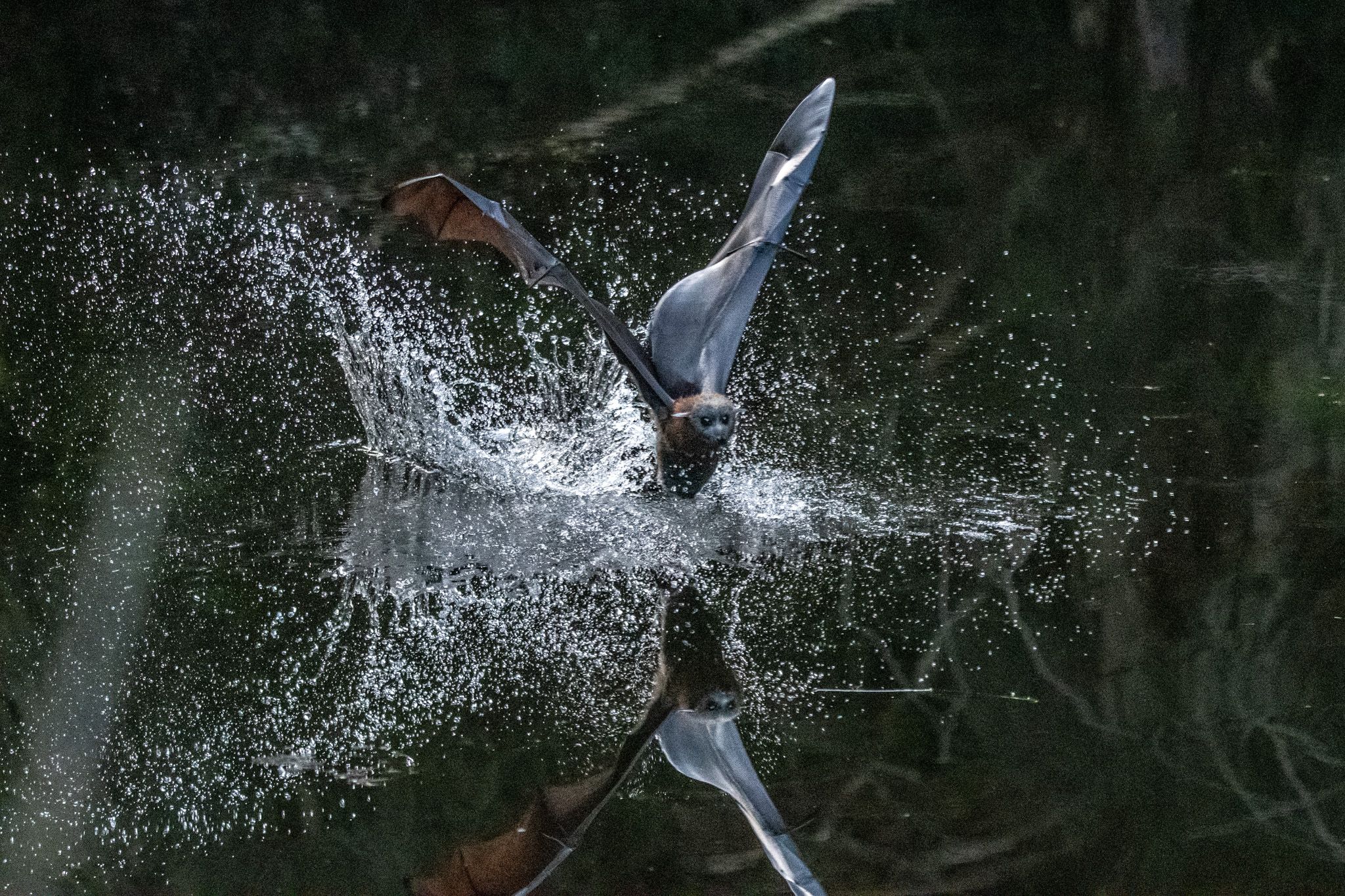 Grey-headed Flying Fox photo 3