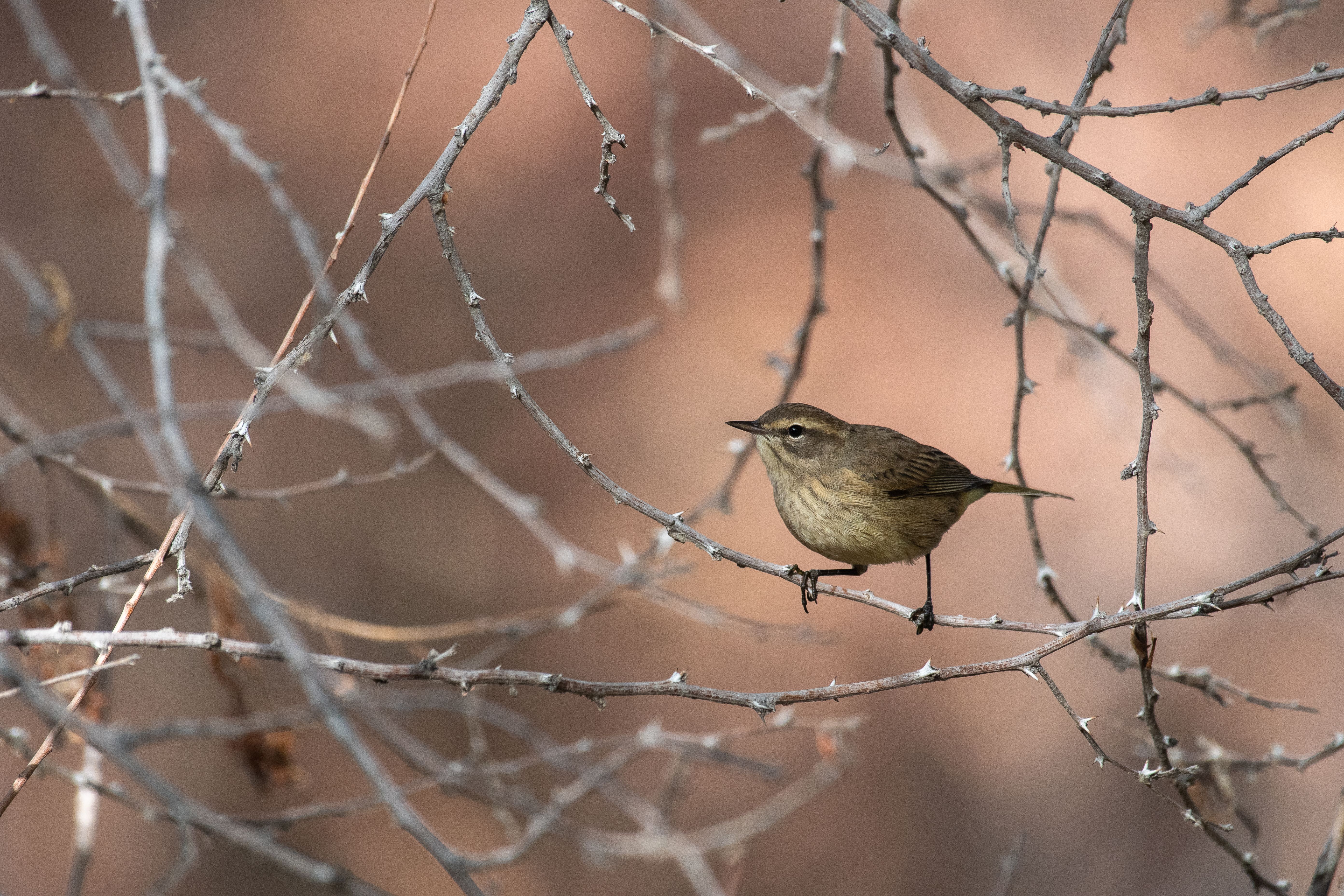 Palm Warbler