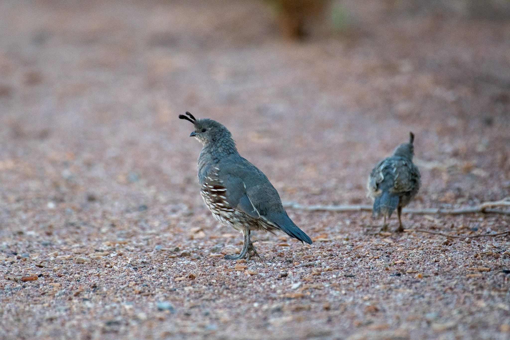 Gambel's Quail photo 5