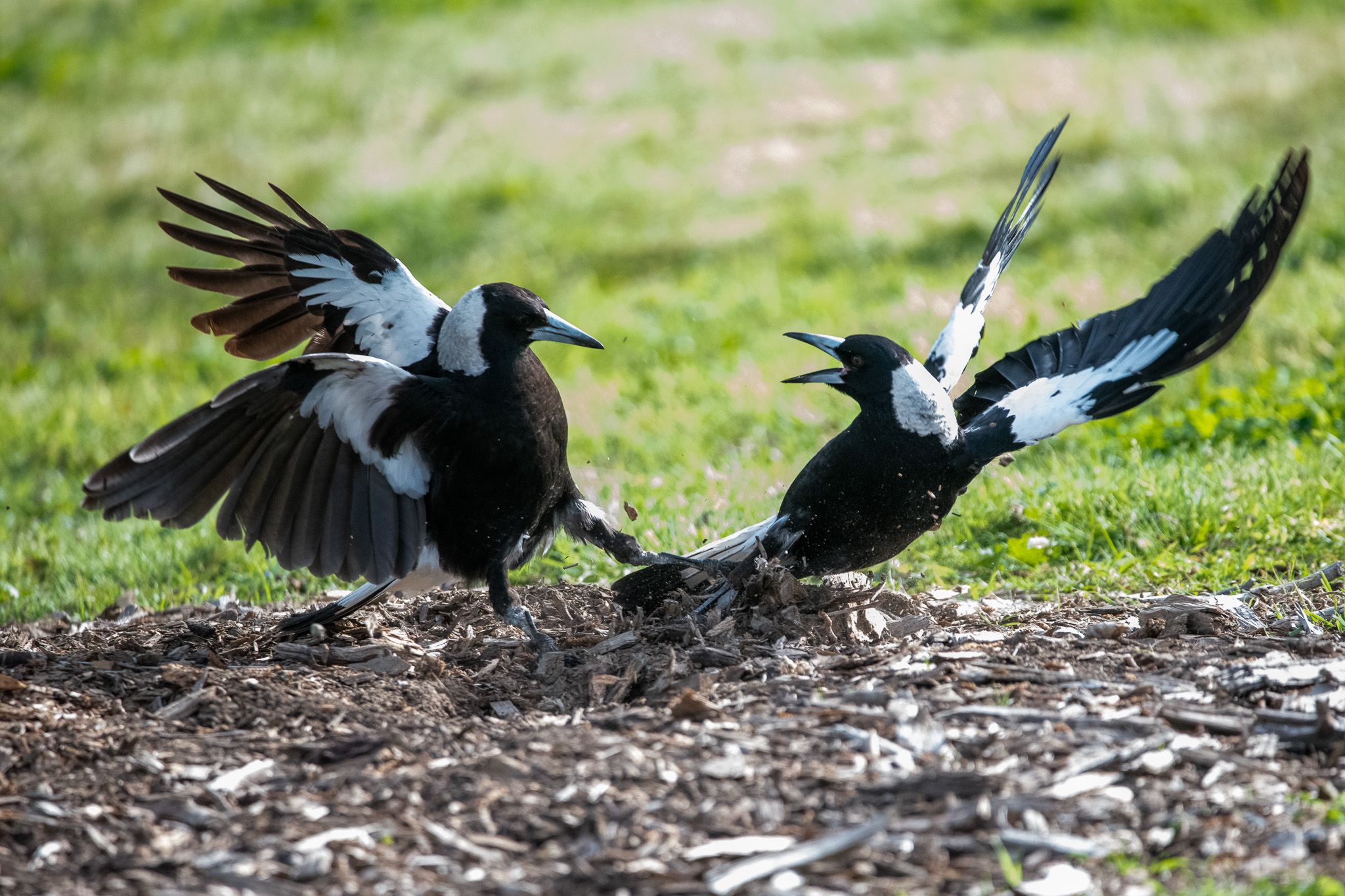 Australian Magpie