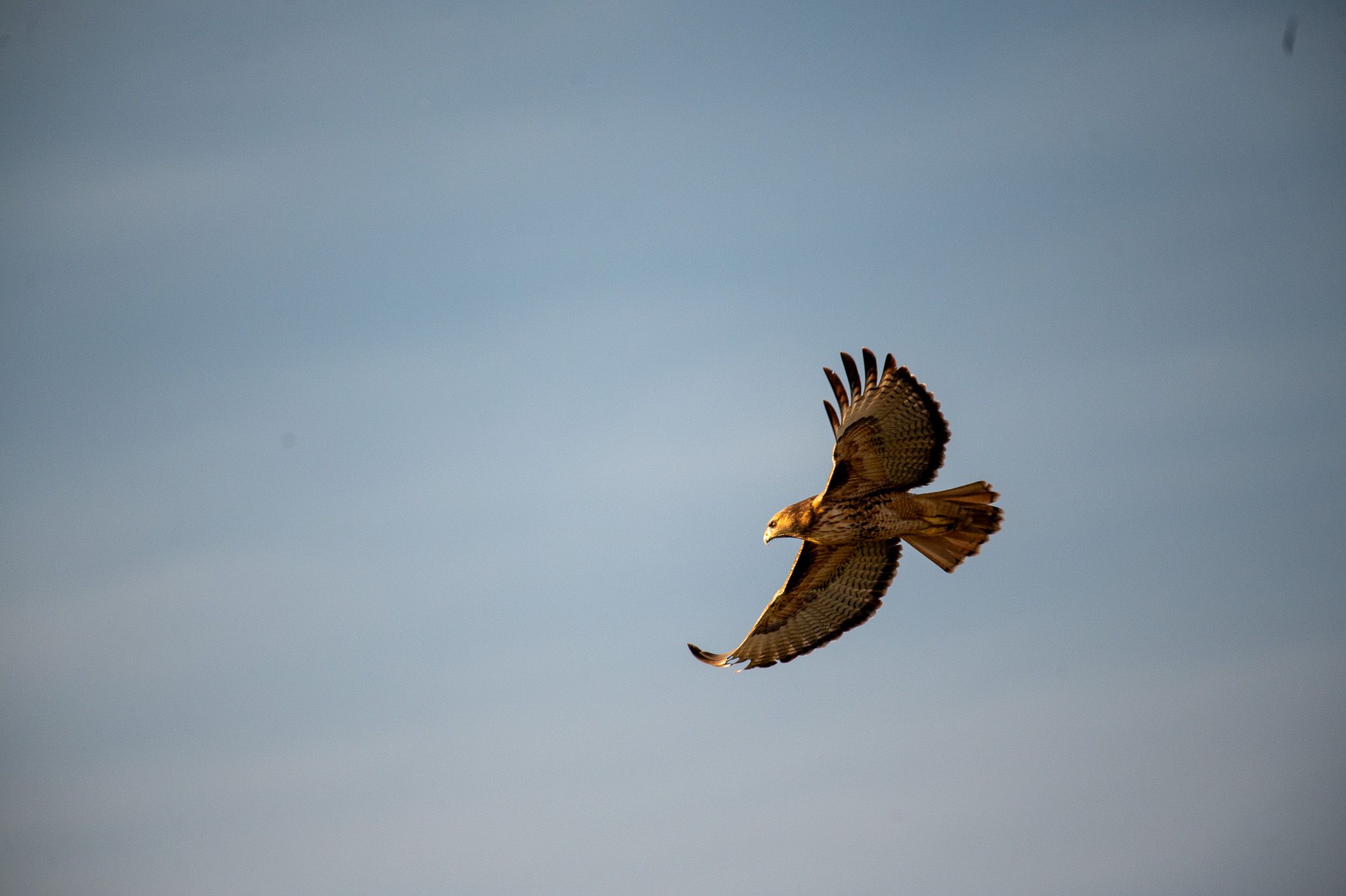 Short-tailed Hawk