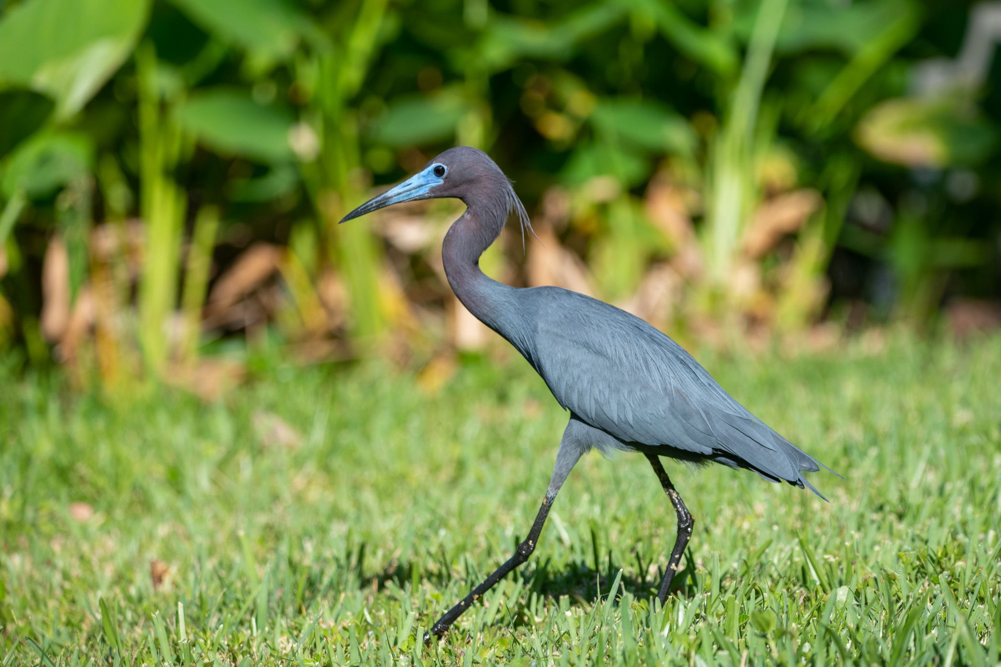 Little Blue Heron