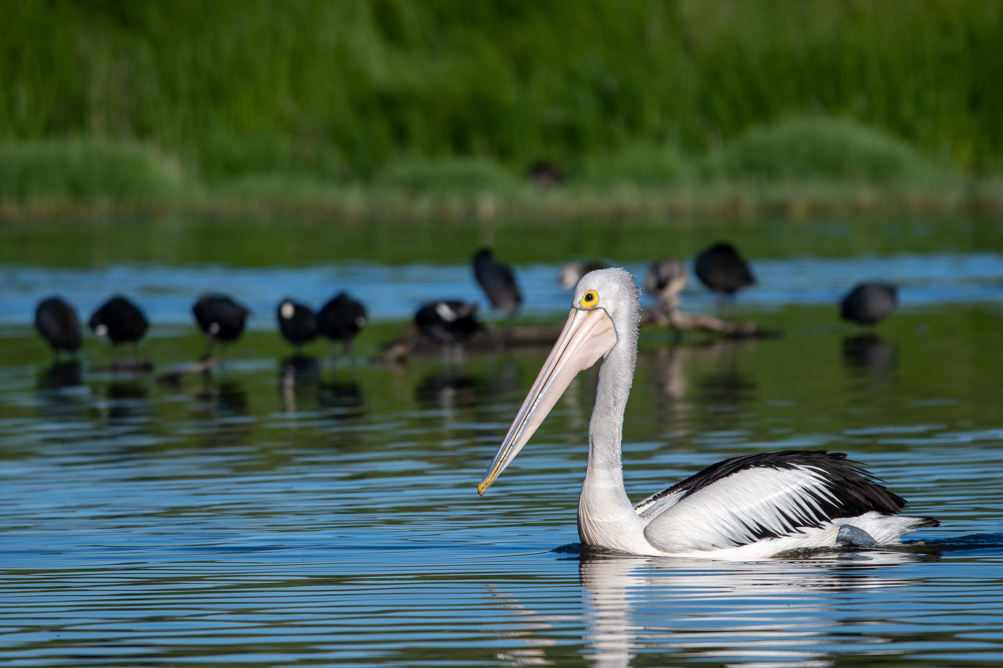 American White Pelican