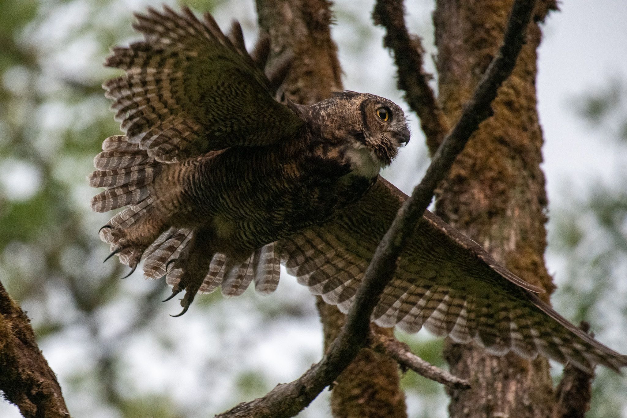 Great Horned Owl photo 2