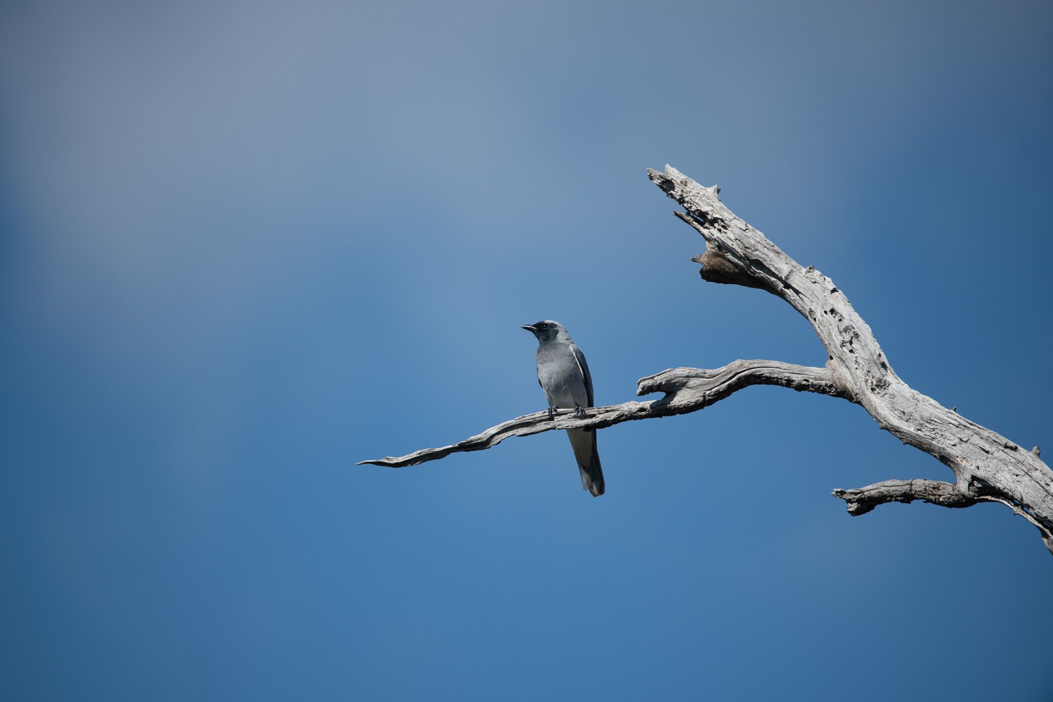 Black-faced Cuckooshrike