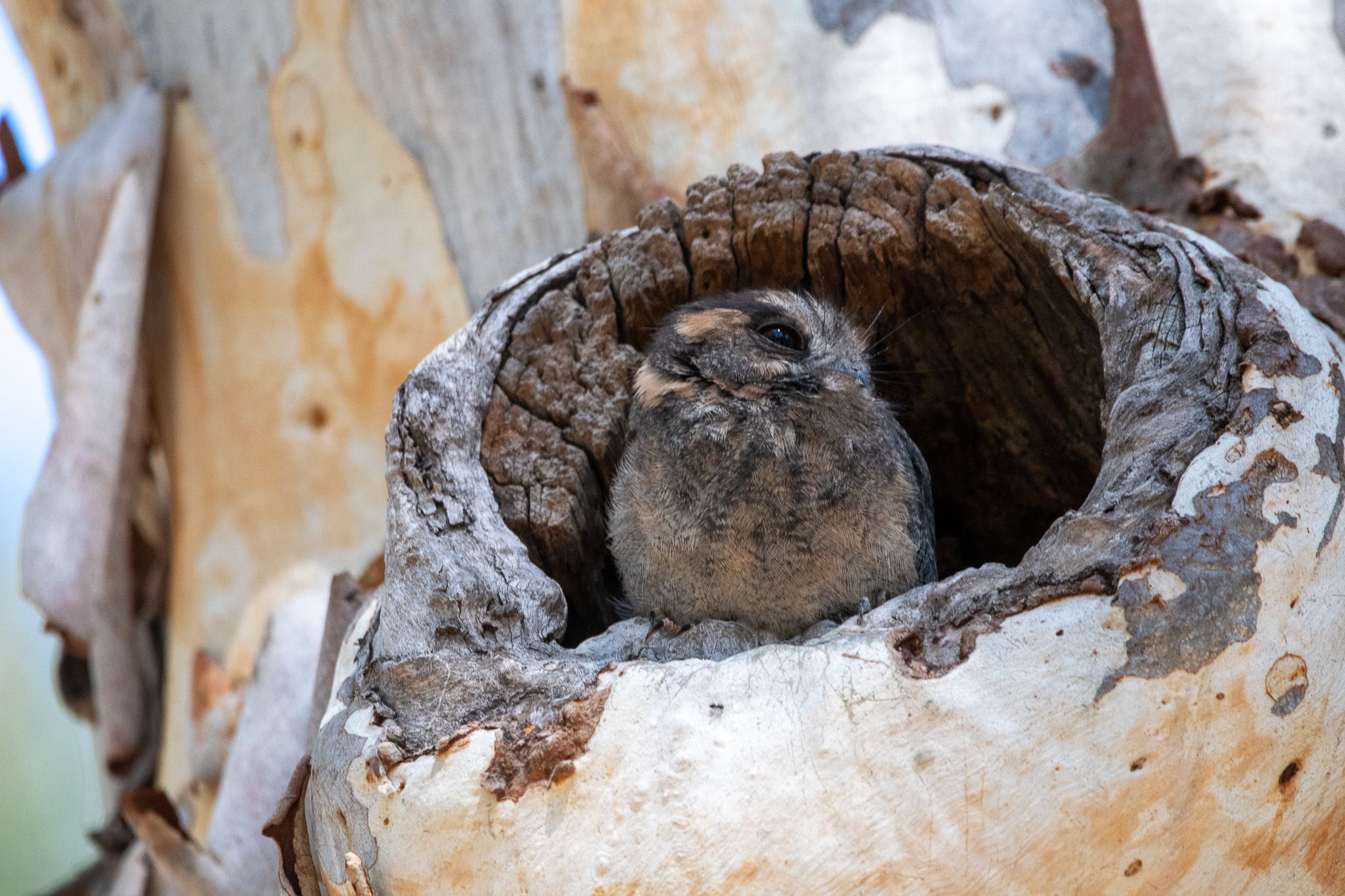 Australian Owlet-nightjar